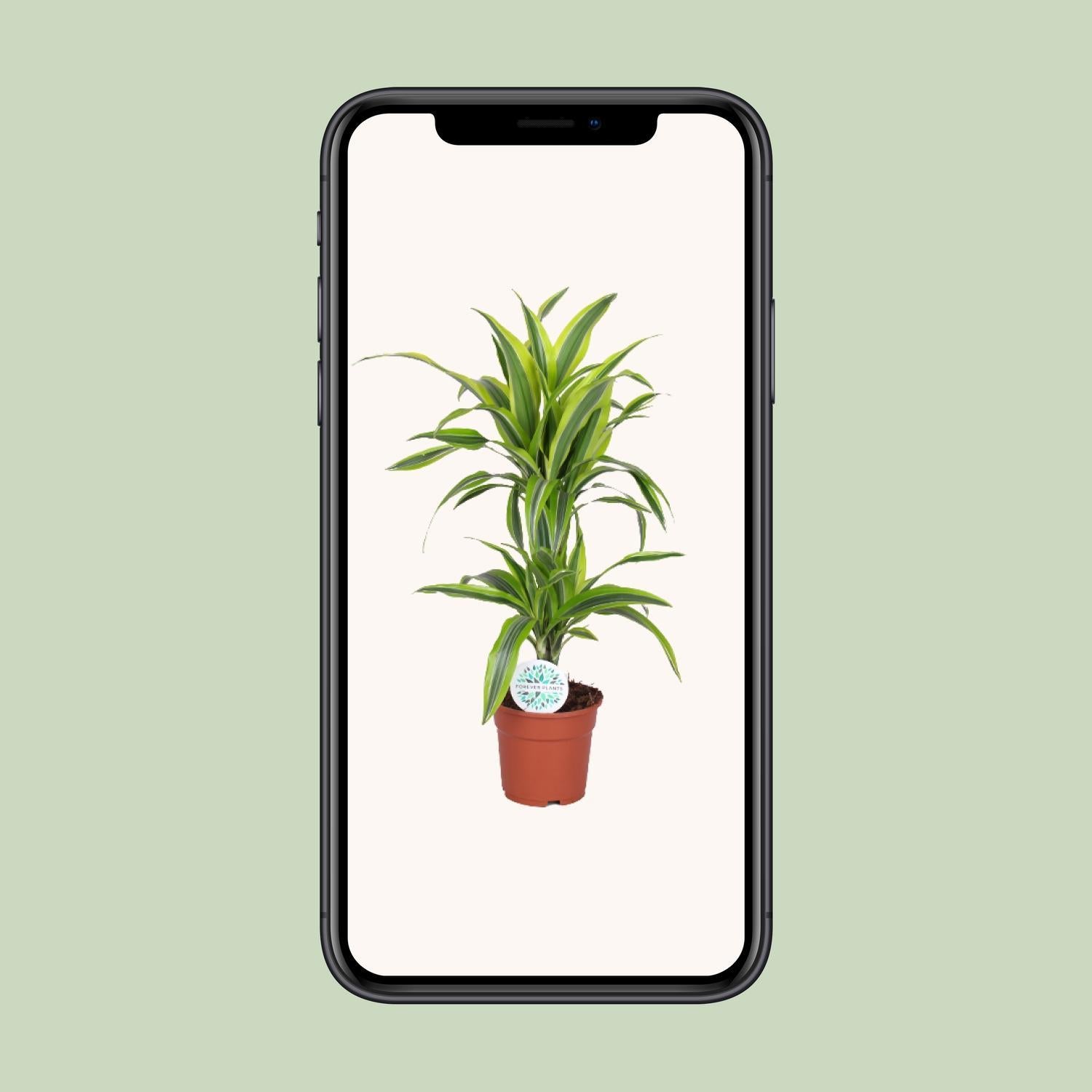 Dracaena Zitrone Limette - Ø17cm - ↕65cm