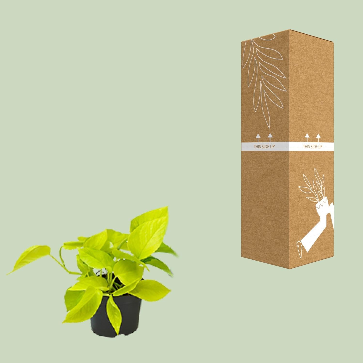 Epipremnum Gouden Pothos - Ø12 - ?15cm