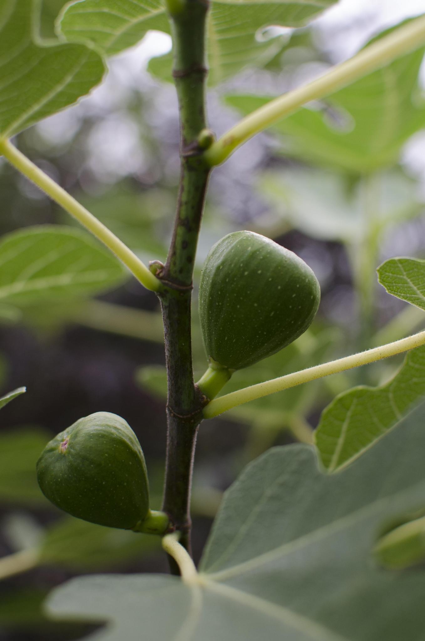 Ficus Gustissimo Perretta - Ø13 -?45cm