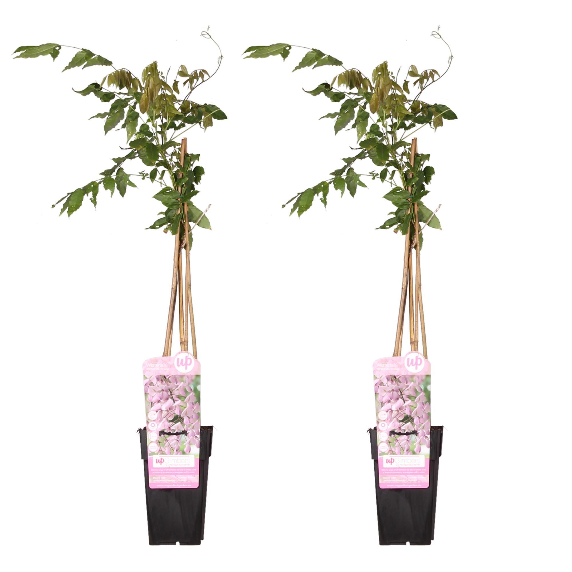 2x Blauwe regen floribunda 'Rosea' - ?65cm - Ø15