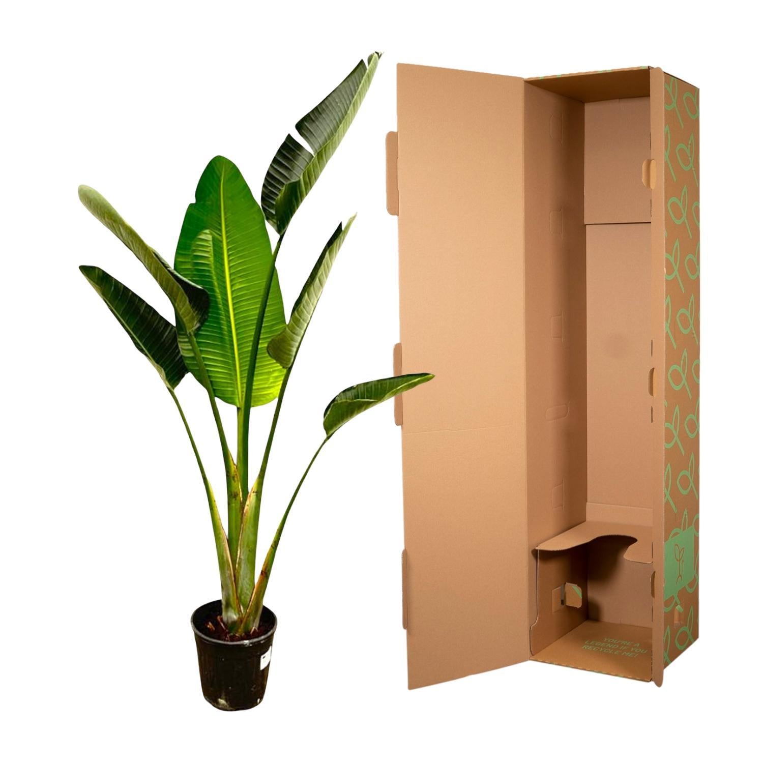 Strelitzia Augusta - 180cm - ?30