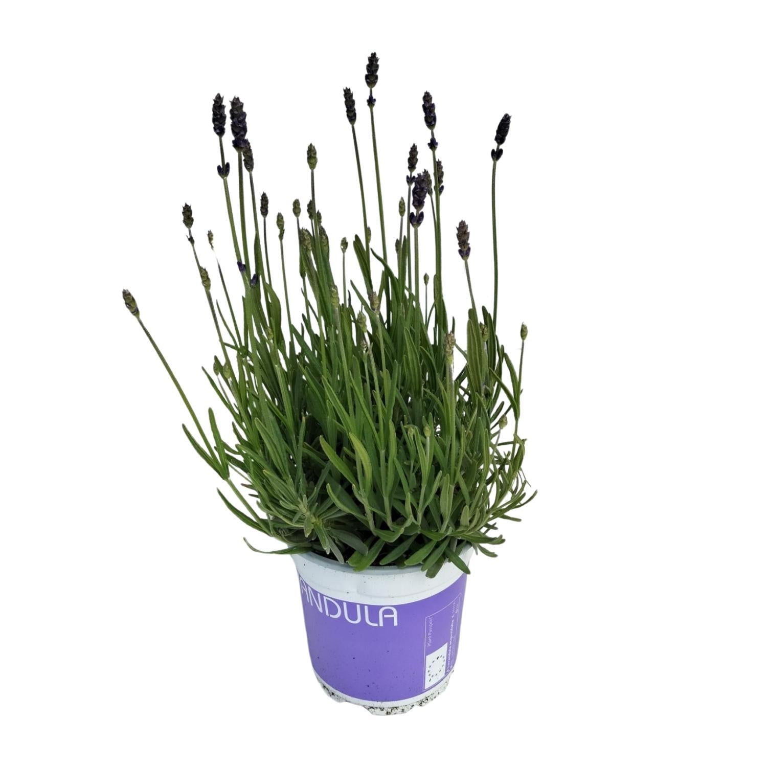 Lavendel Lavandula Hidcote Blauw Blauw - Ø12cm - ↕20cm