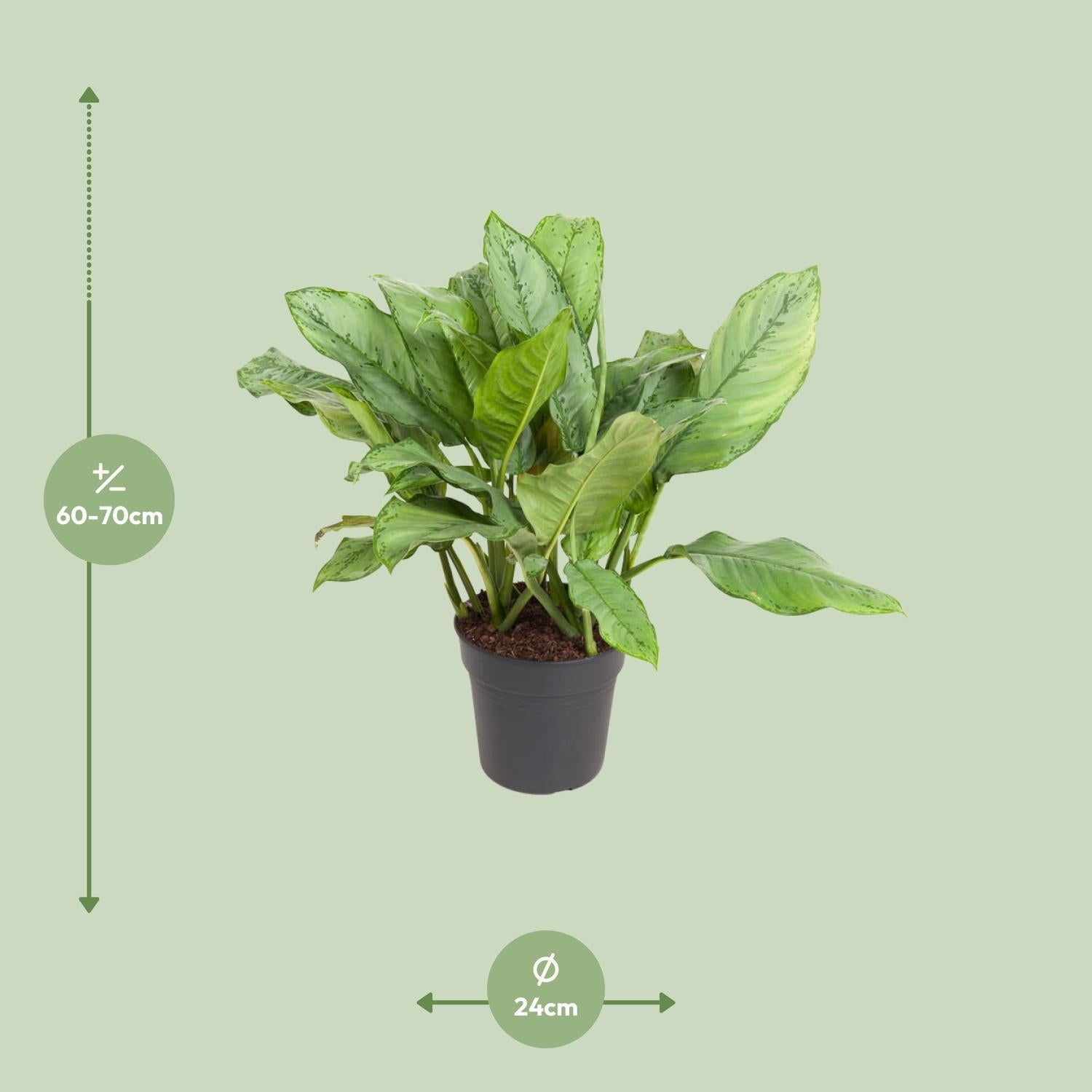 Aglaonema BJ, Freedman - Ø24cm - ↕70cm
