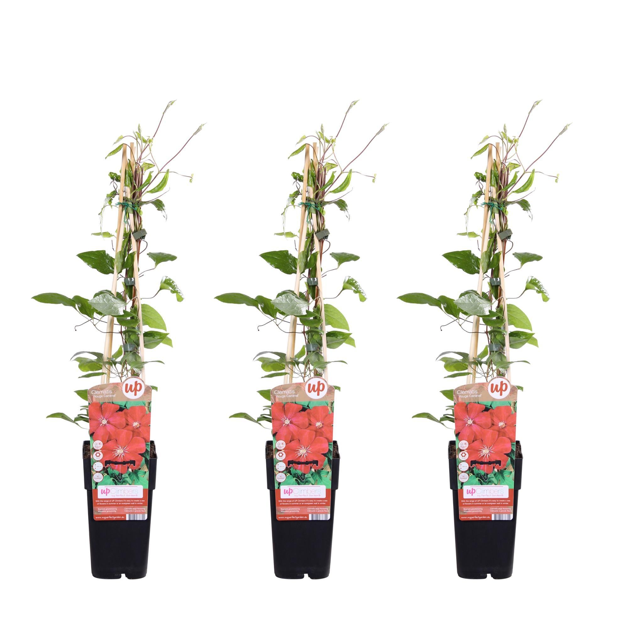 3x - Clematis Rouge Cardinal - ?65cm - Ø15