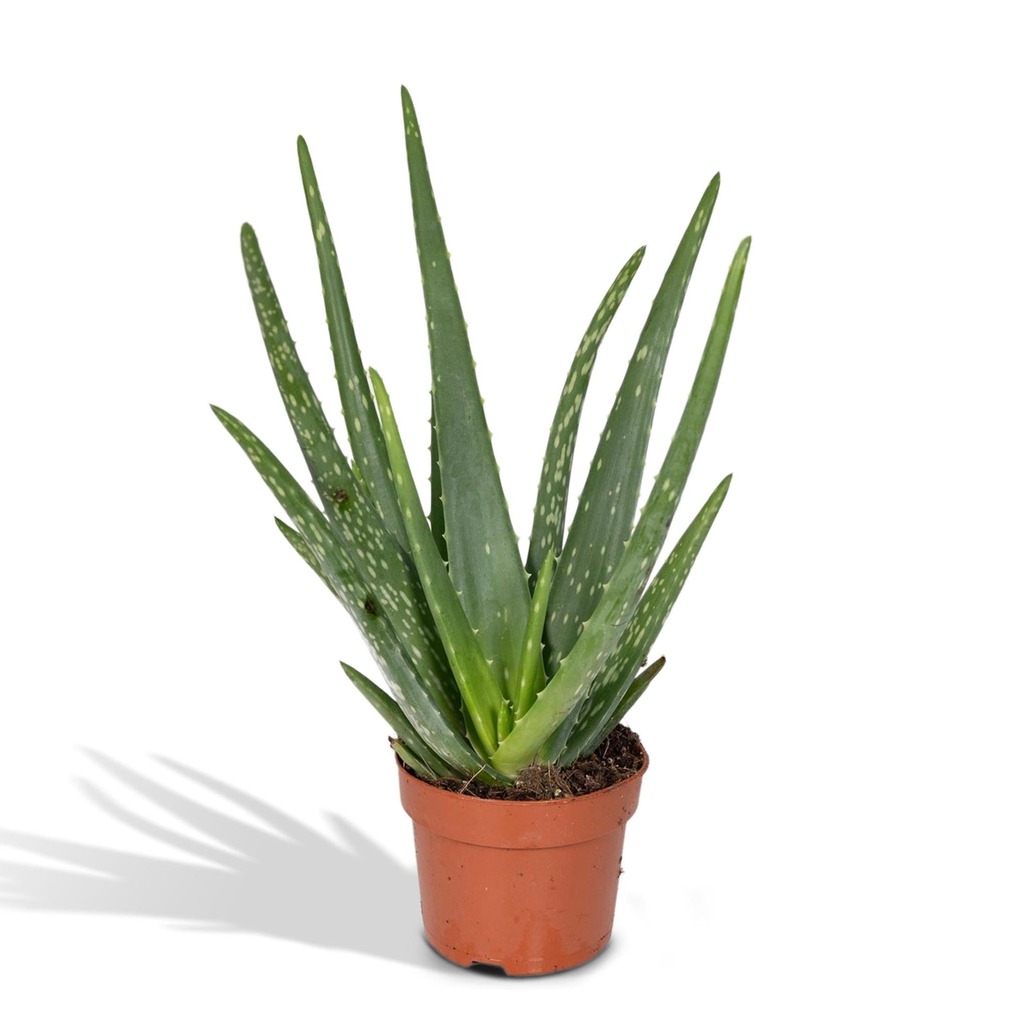 Aloë vera - Ø12 - ?40cm