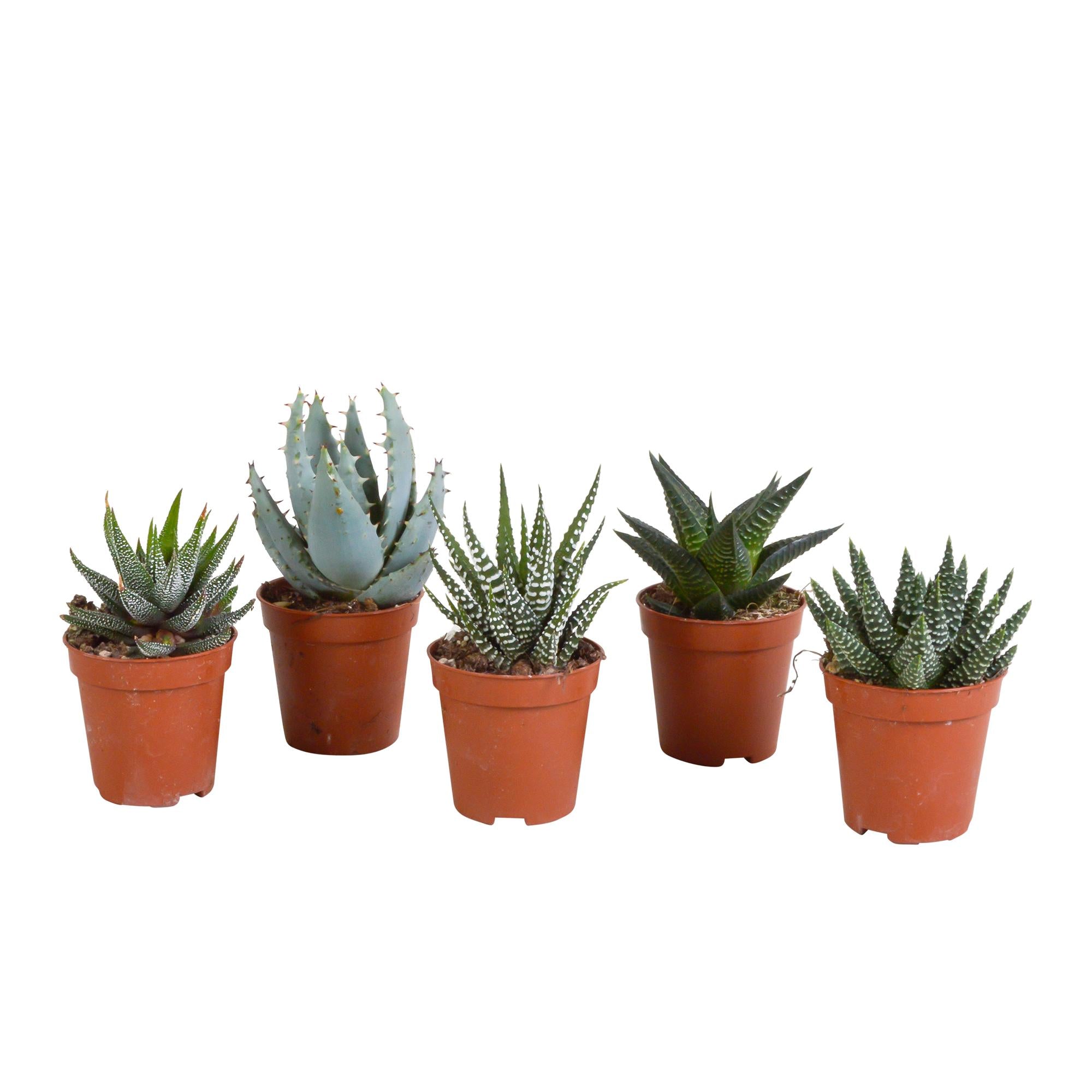 Gasteria/Haworthia mix 5,5cm - zonder pot - 5x