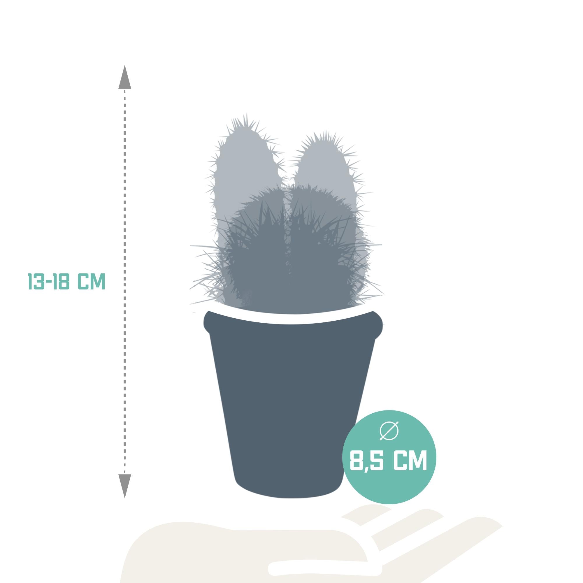 Cactusmix 8,5 cm - 3x - in terracotta pot
