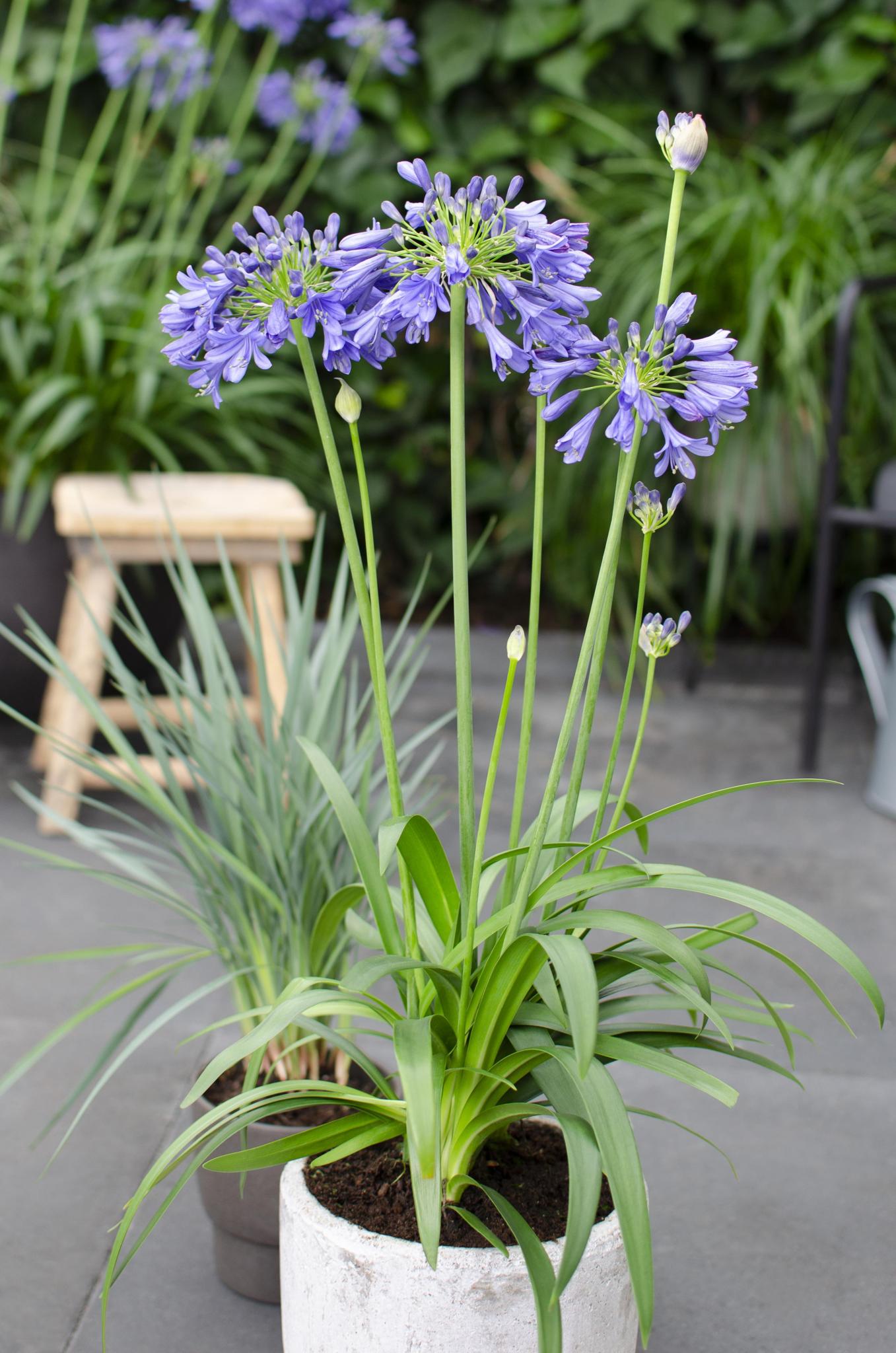 Agapanthus 'Ever Sapphire' - ?30cm - Ø19