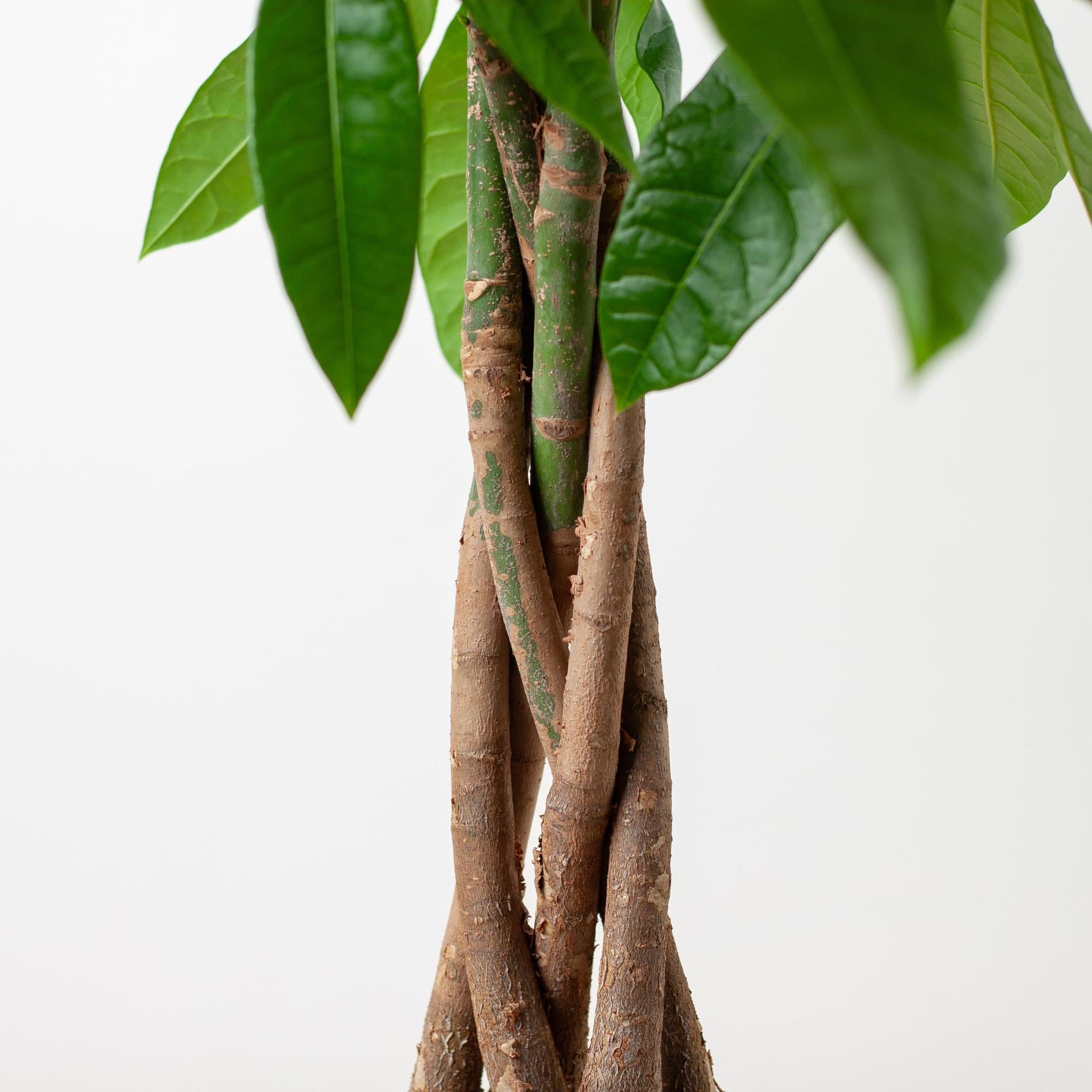 Pachira Aquatica mit Mand Lissabon schwarz - 80cm - Ø21