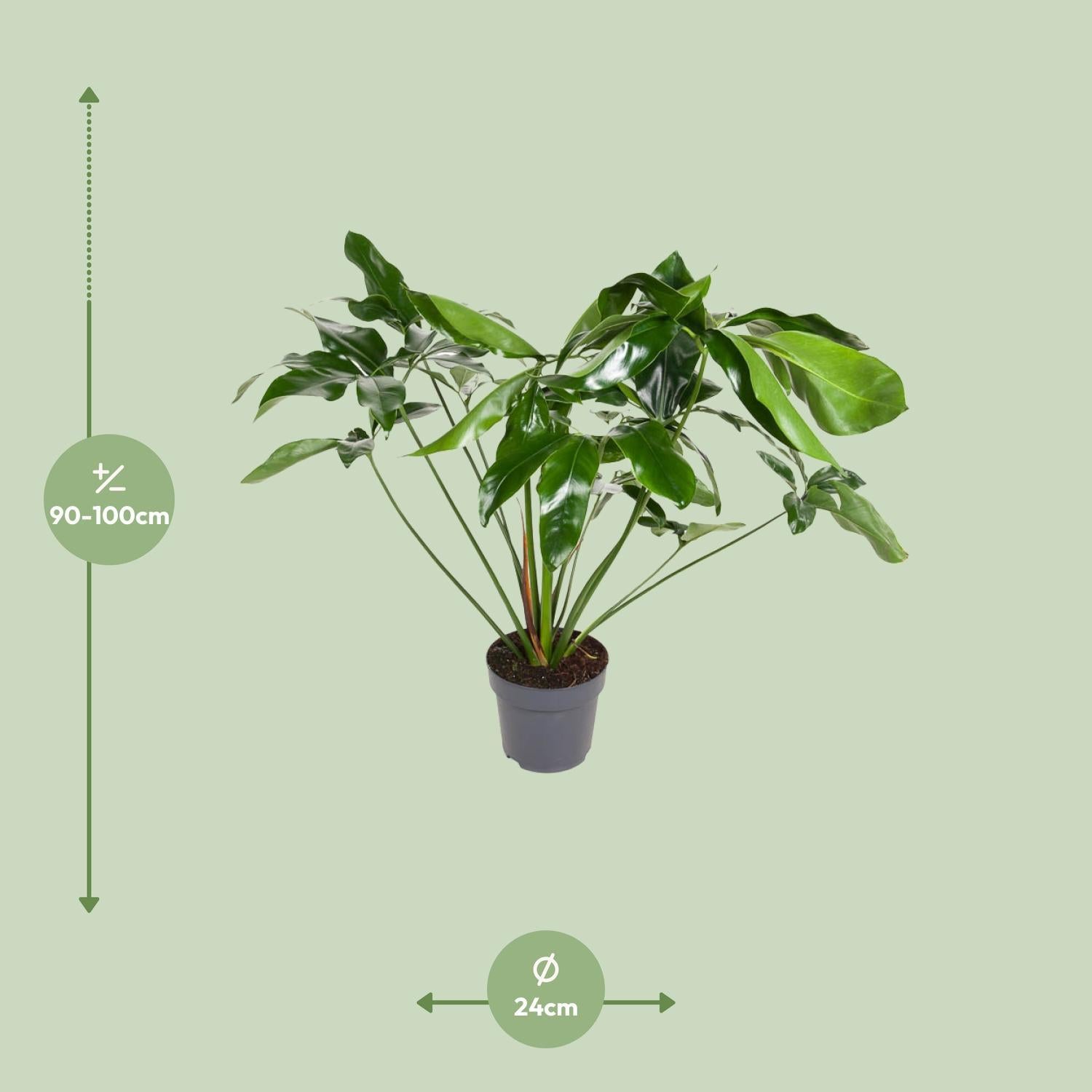 Philodendron Groen Wonder - Ø24cm - ↕100cm