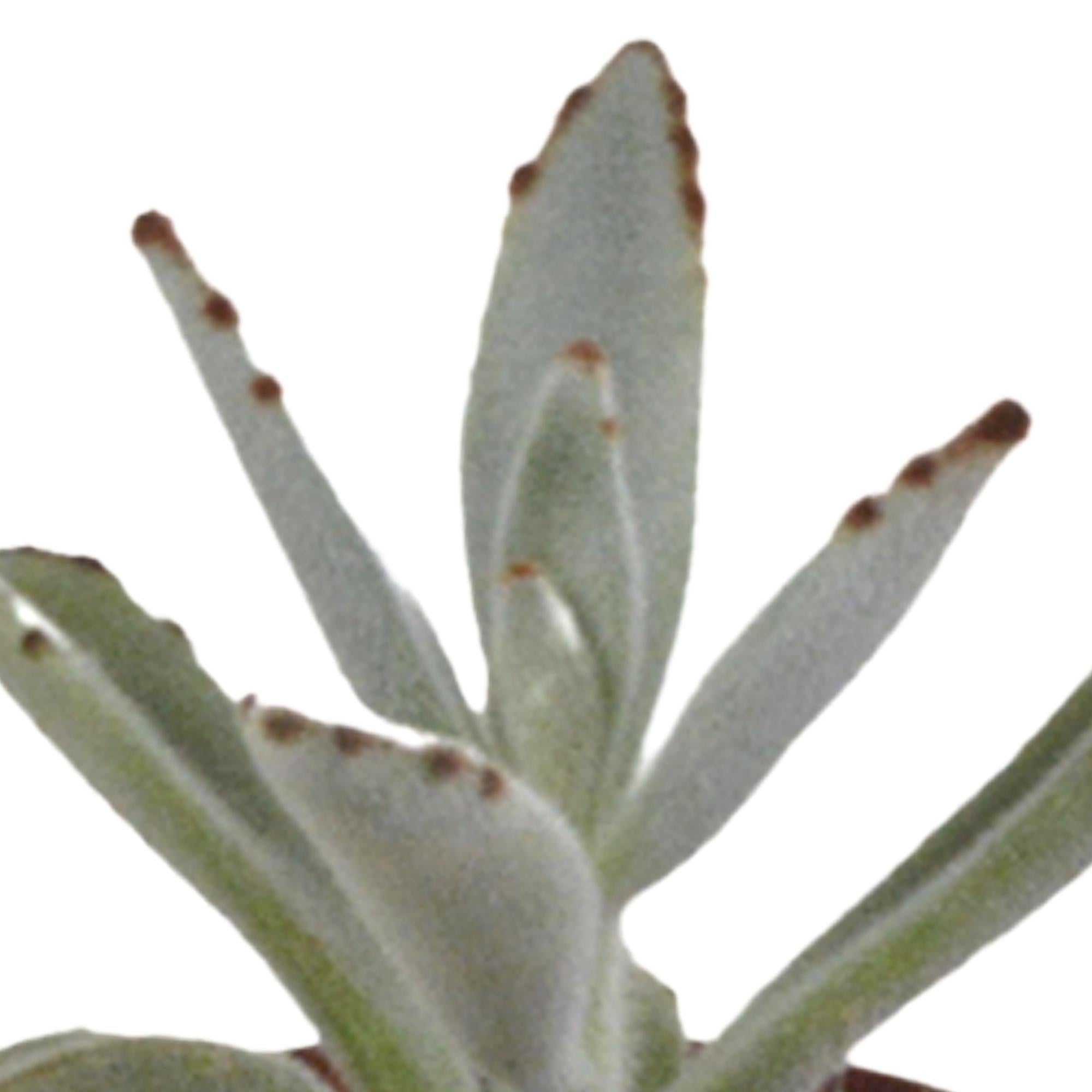 Vetplantenmix 5,5 cm - 5x - zonder pot