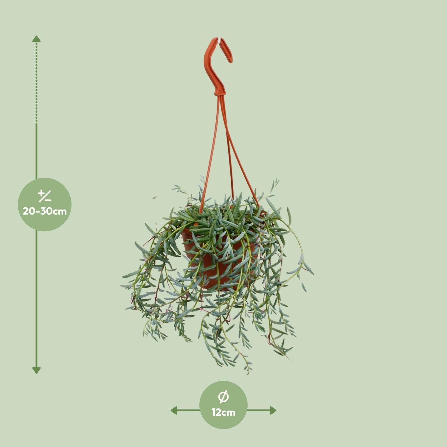 Senecio Hallianus - Ø12cm - ↕25cm