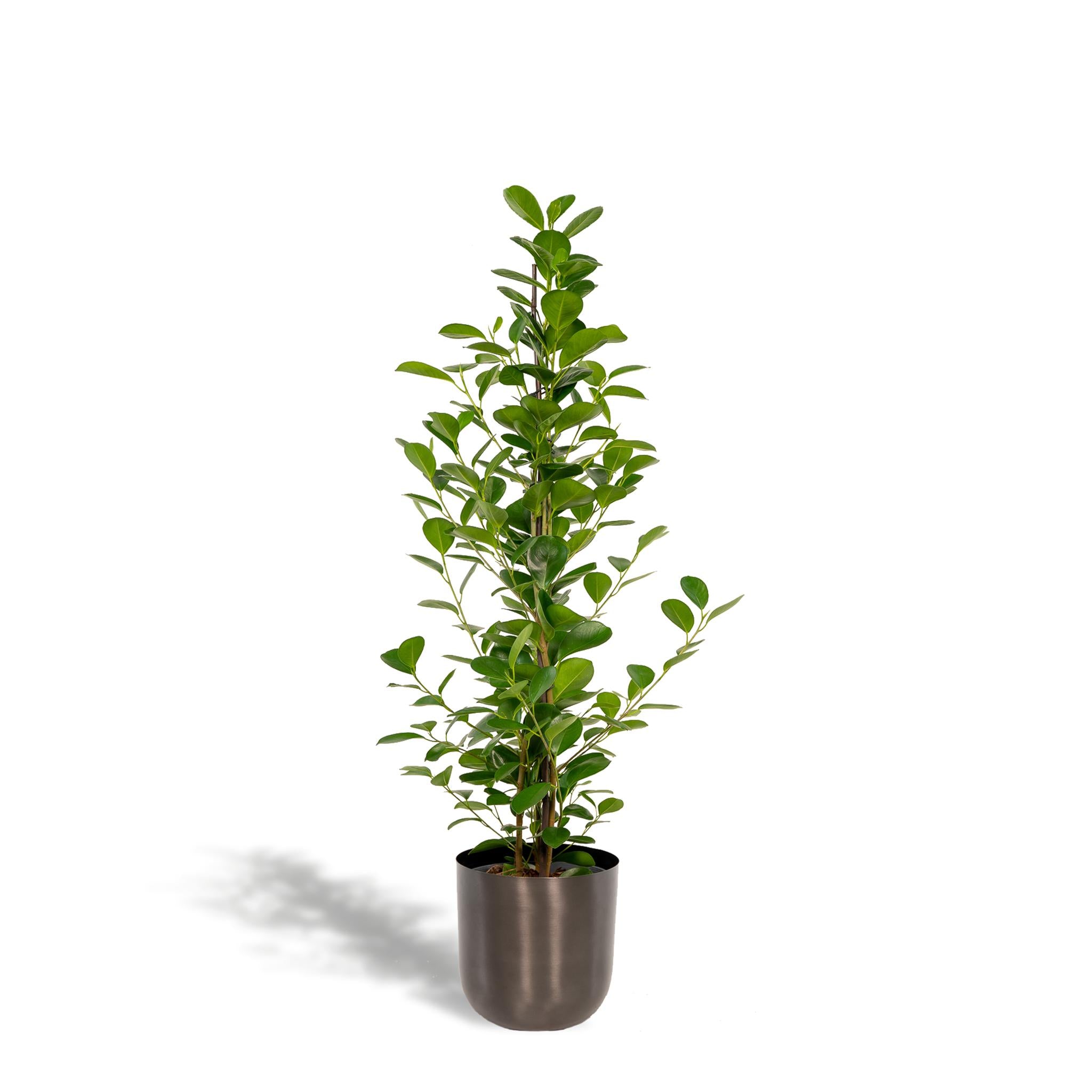 Ficus microcarpa Moclame - Ø21cm - ↕95cm + Pot Mayk Lood