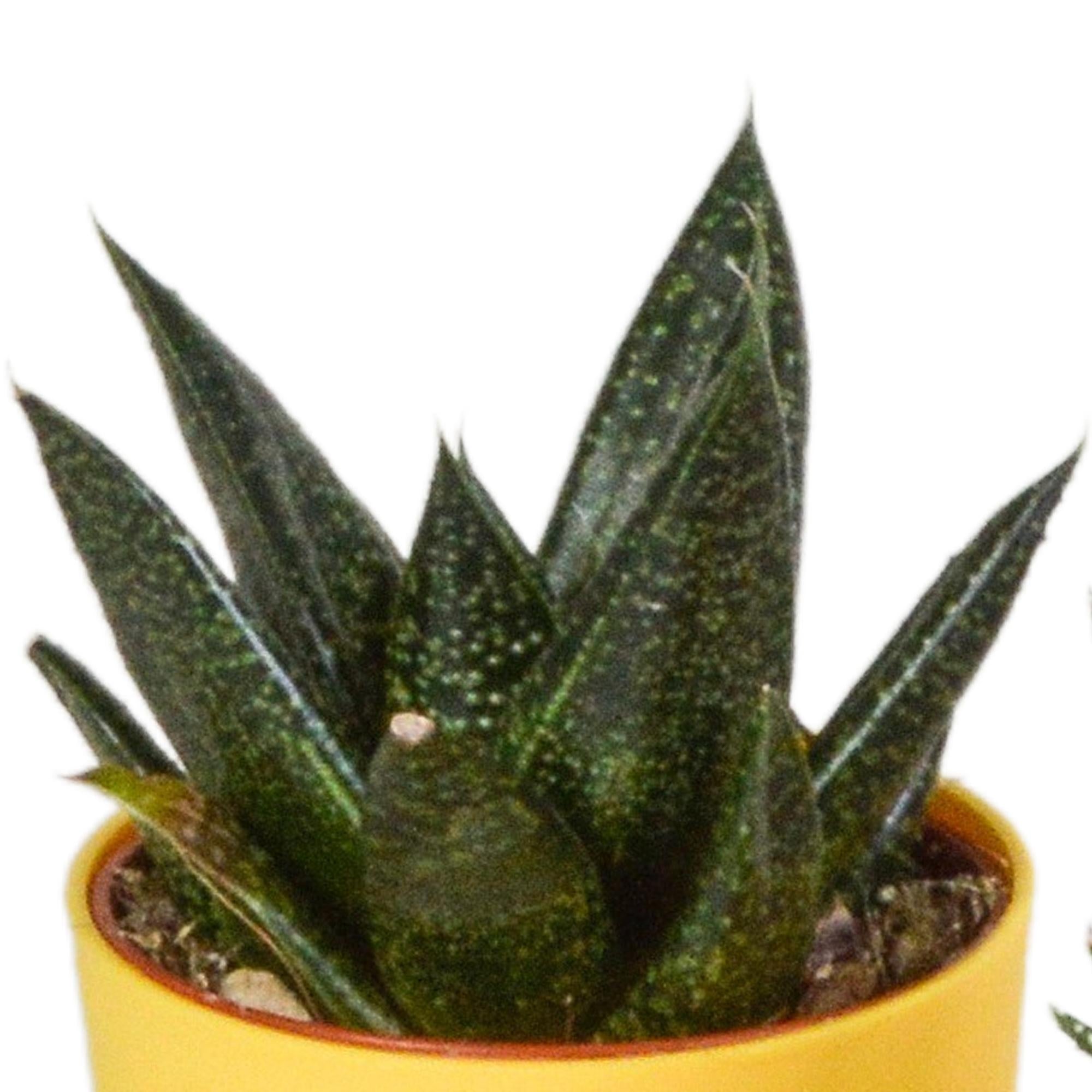 Gasteria/Haworthia-Mischung 5,5 cm - 5x - im bunten Plastiktopf