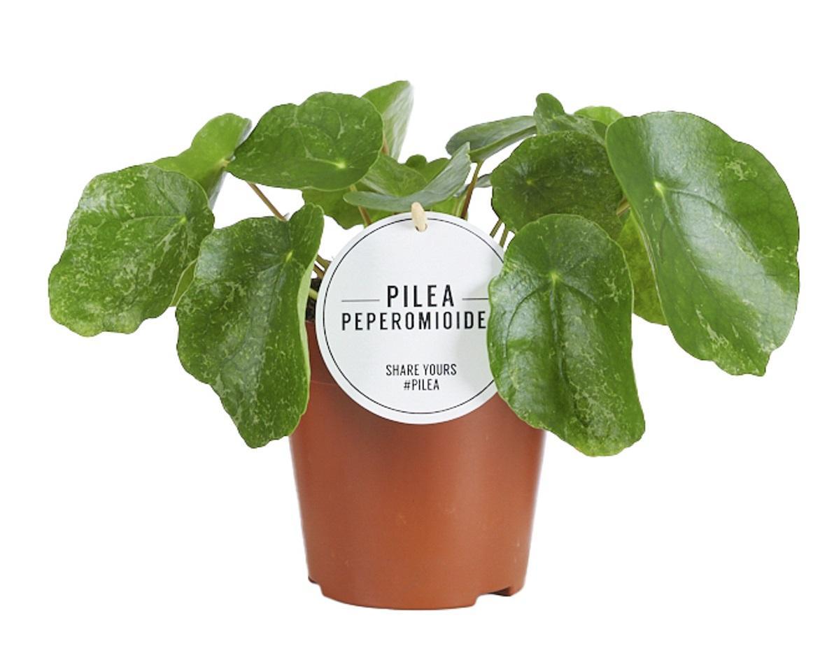 Pilea Suiker - Ø13cm - ↕20cm