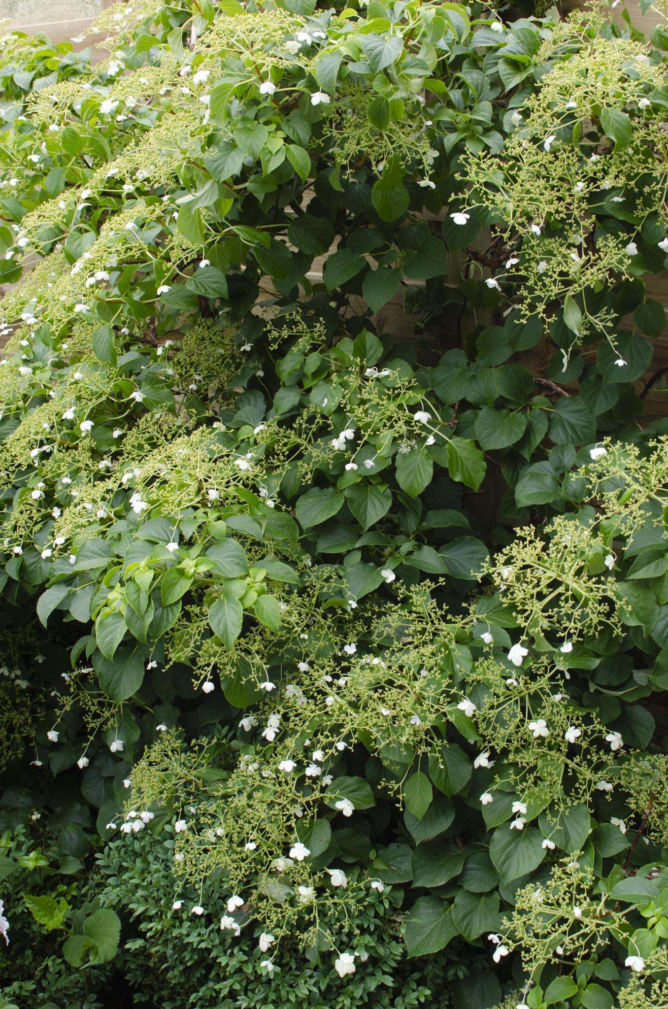 4x - Hortensia petiolaris - ?65cm - Ø15