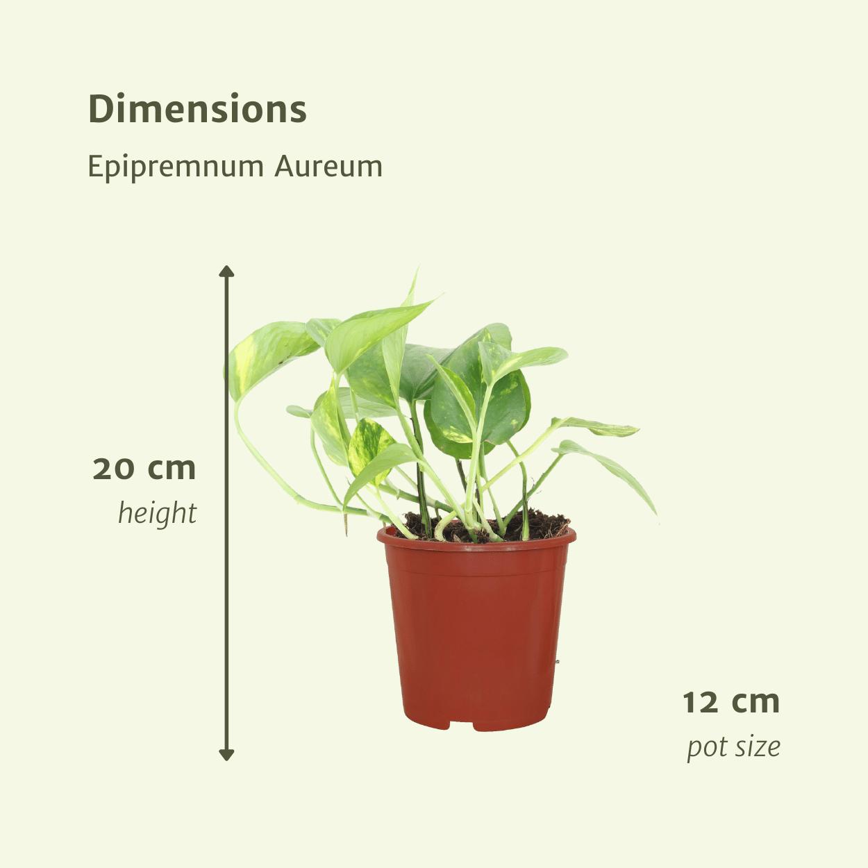 Epipremnum Aureum (Scindapsus) - 4 Stück - Ø12cm - ↕20cm