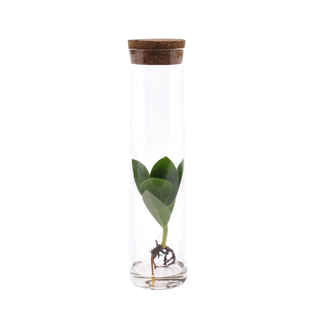 Clusia In Buis Glas - Ø5cm - ↕15cm