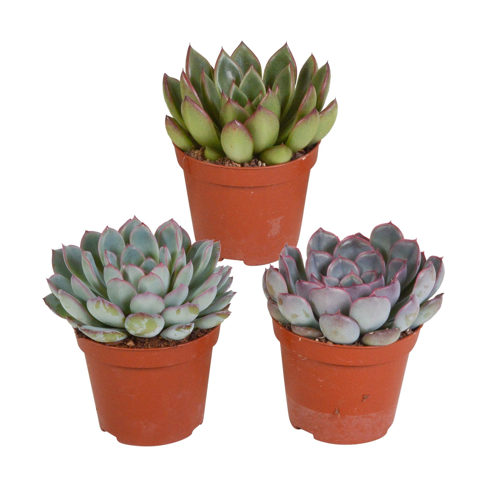 Echeveria mix 8,5 cm - 3x - zonder pot