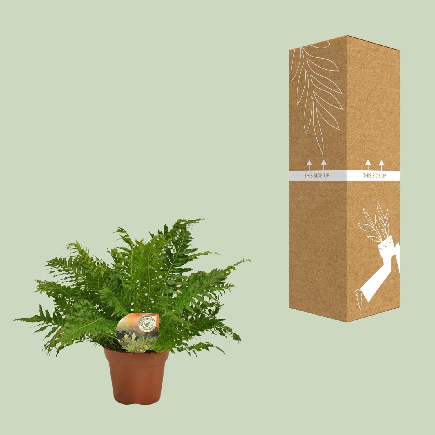 Blechnum Zilveren Dame - Ø17 ↕50