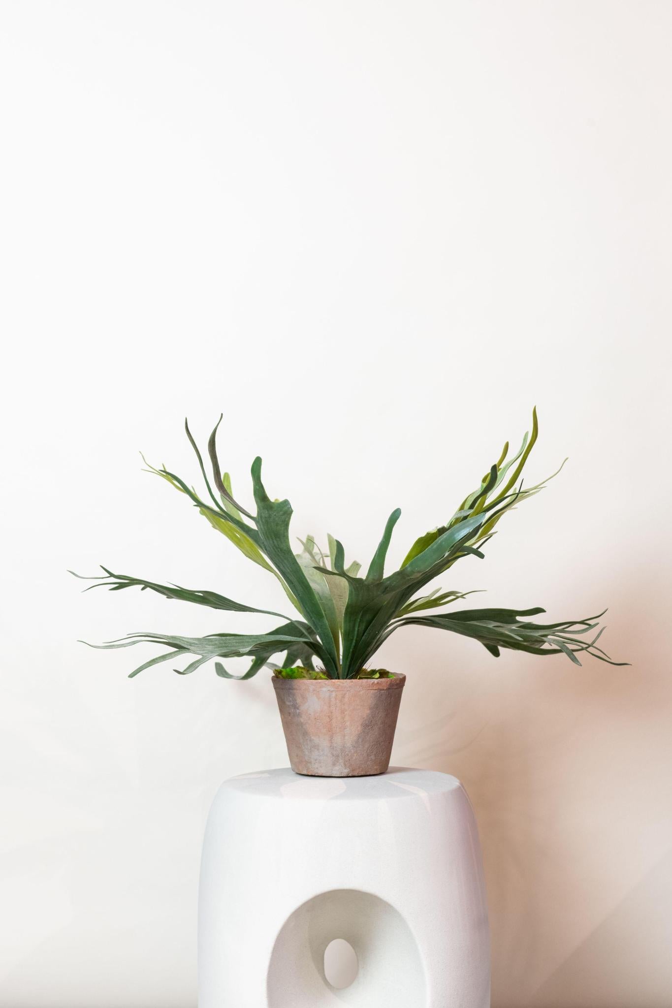 Kunstplant - Hertshoornvaren - Hertshoorn - 50 cm