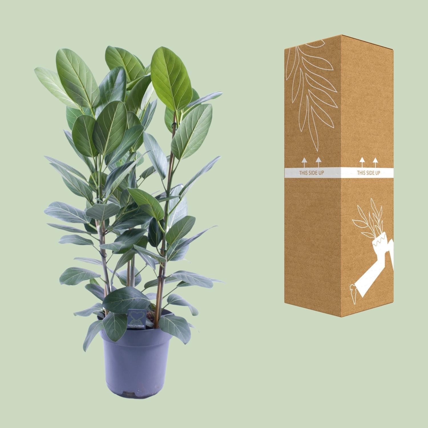 Ficus Binnendijkii Amstel King Goud - Ø27cm - ↕75cm