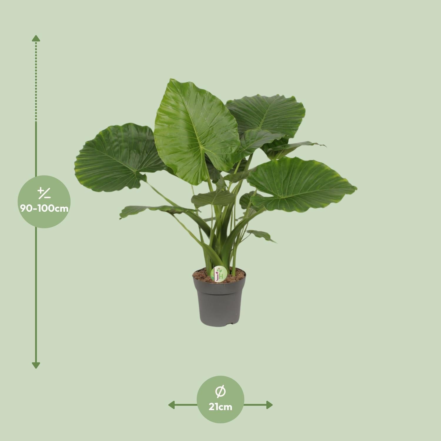 Alocasia Gageana Californië - Ø21cm - ↕80cm