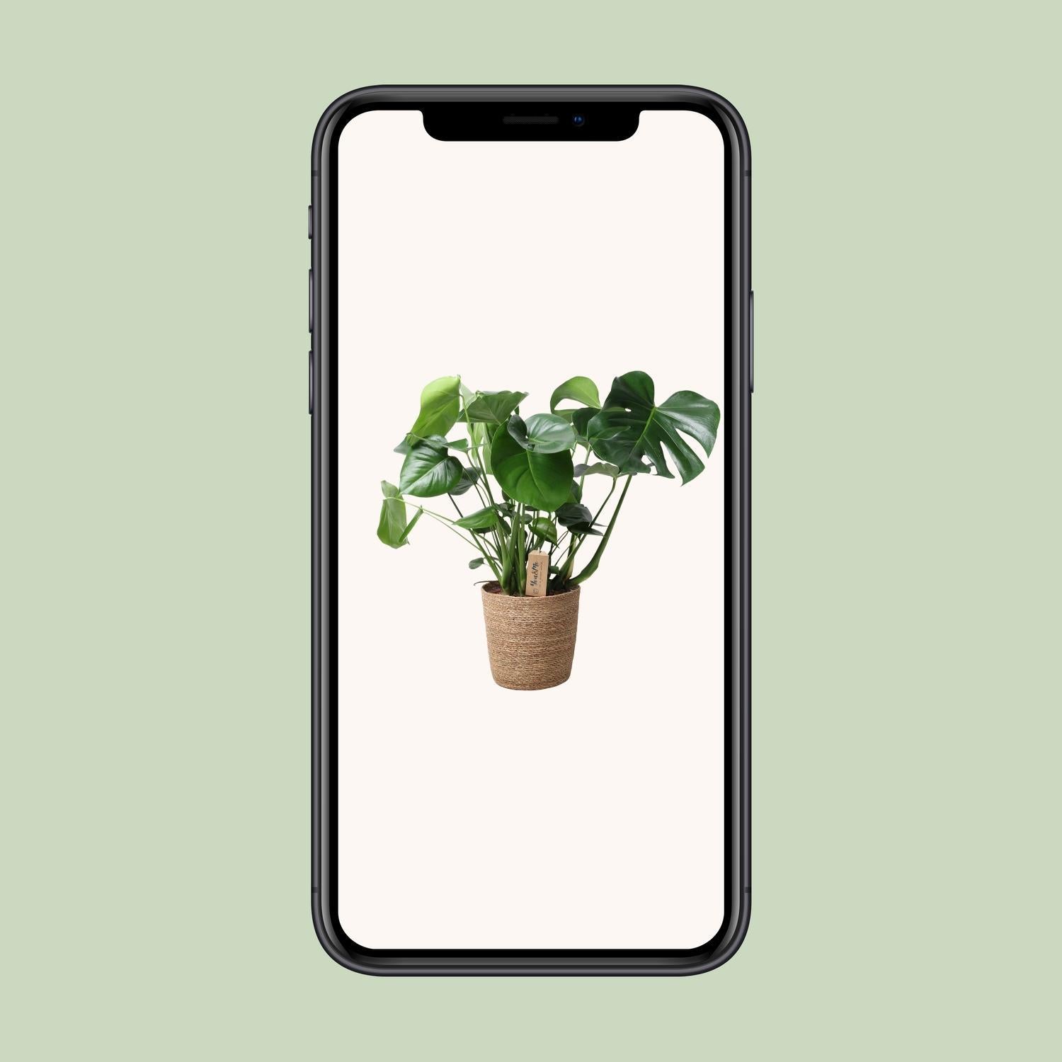 Monstera in natuurlijke mand - Ø21cm - ↕60cm
