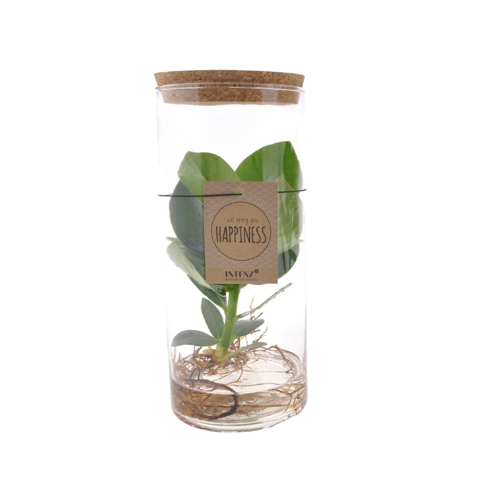 Clusia In Buis Glas M - Ø12cm - ↕30cm