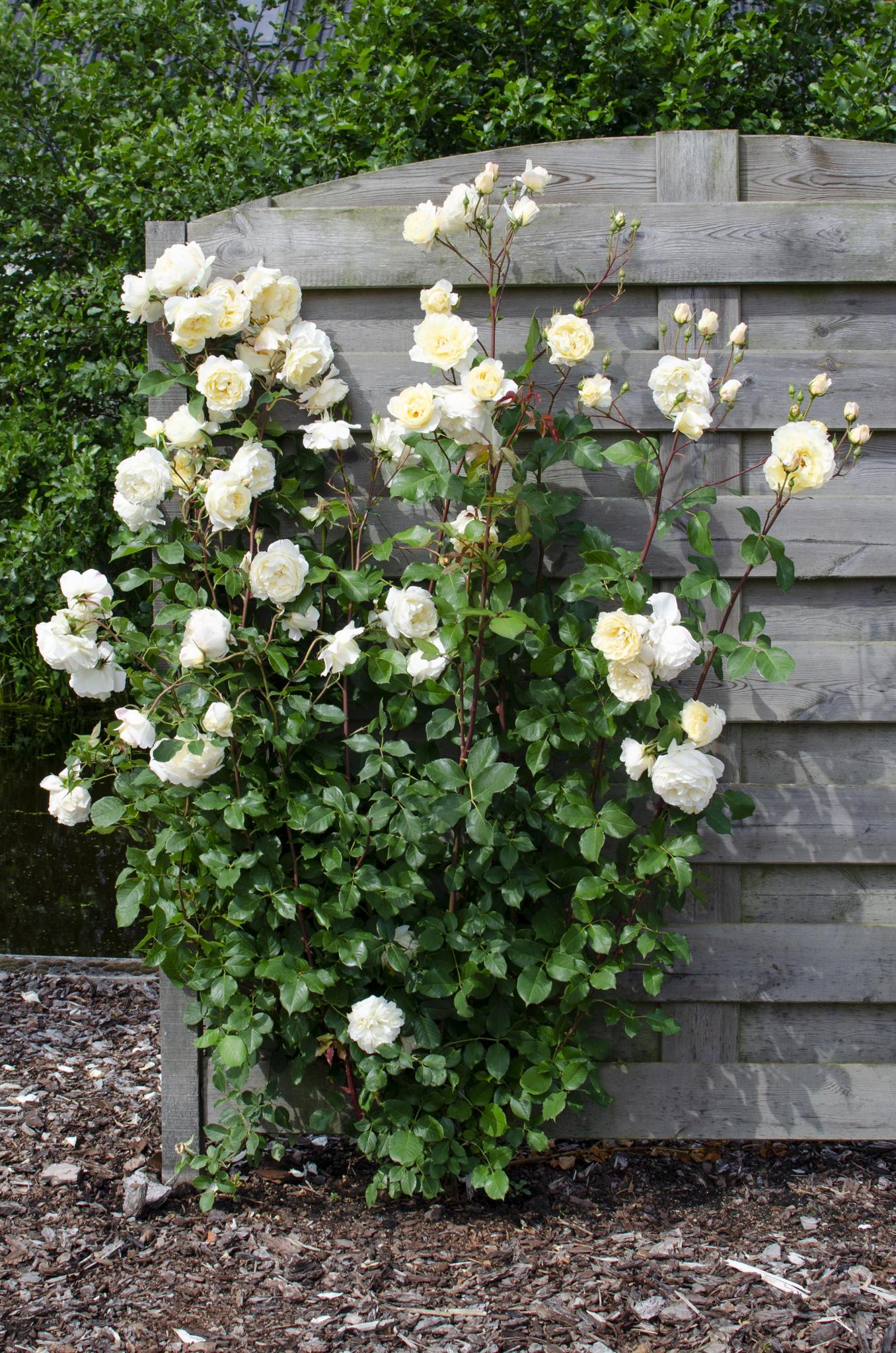 3x - Rosa Crazy in love 'Vanille' - ?65cm - Ø15