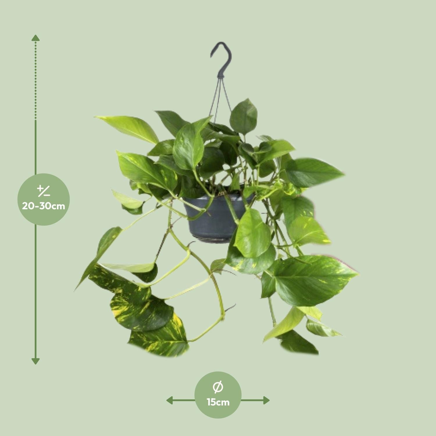 Epipremnum Pinnatum - Ø15 - ?25cm