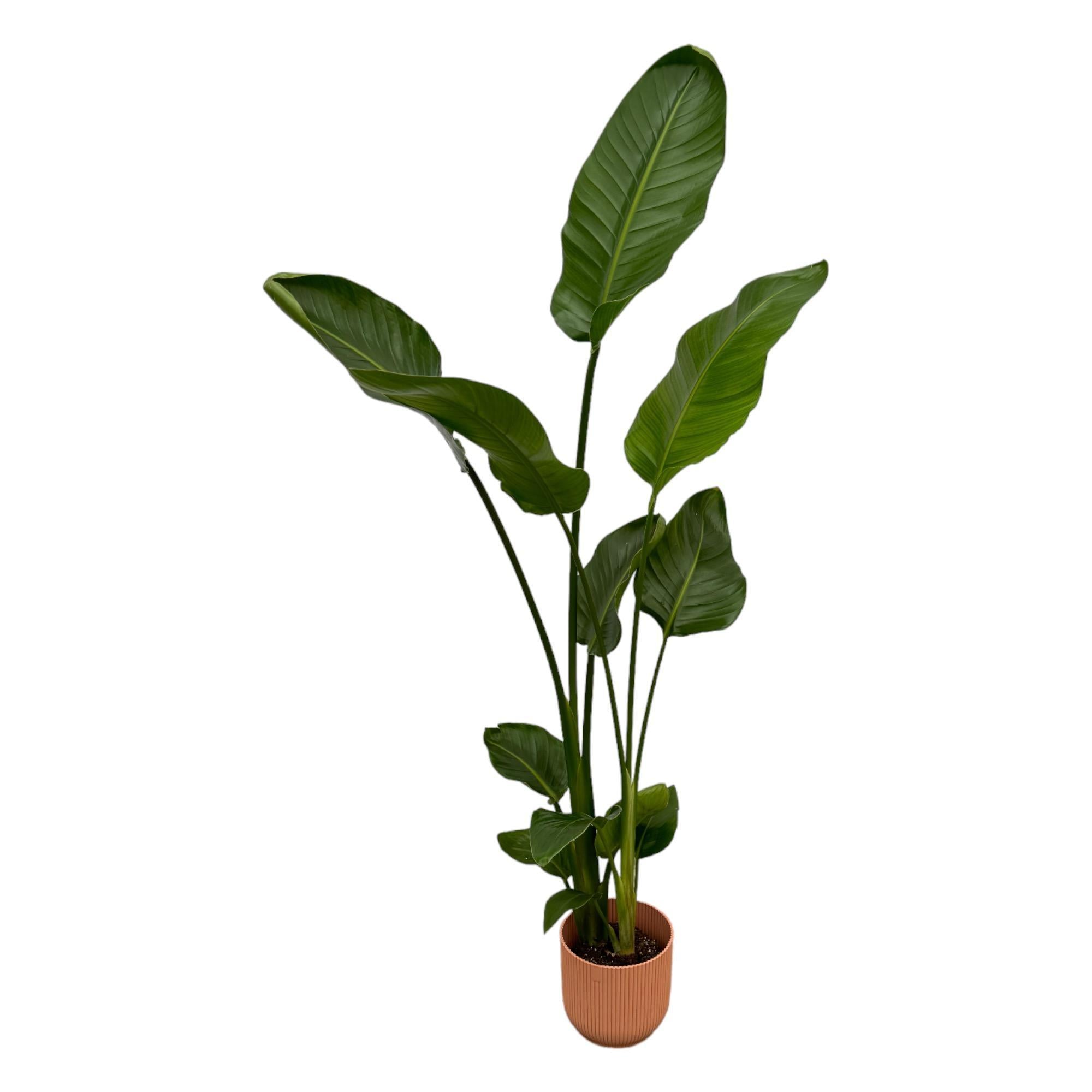 Strelitzia Nicolai inclusief elho Vibes Fold Rond roze - 100 cm - Ø18