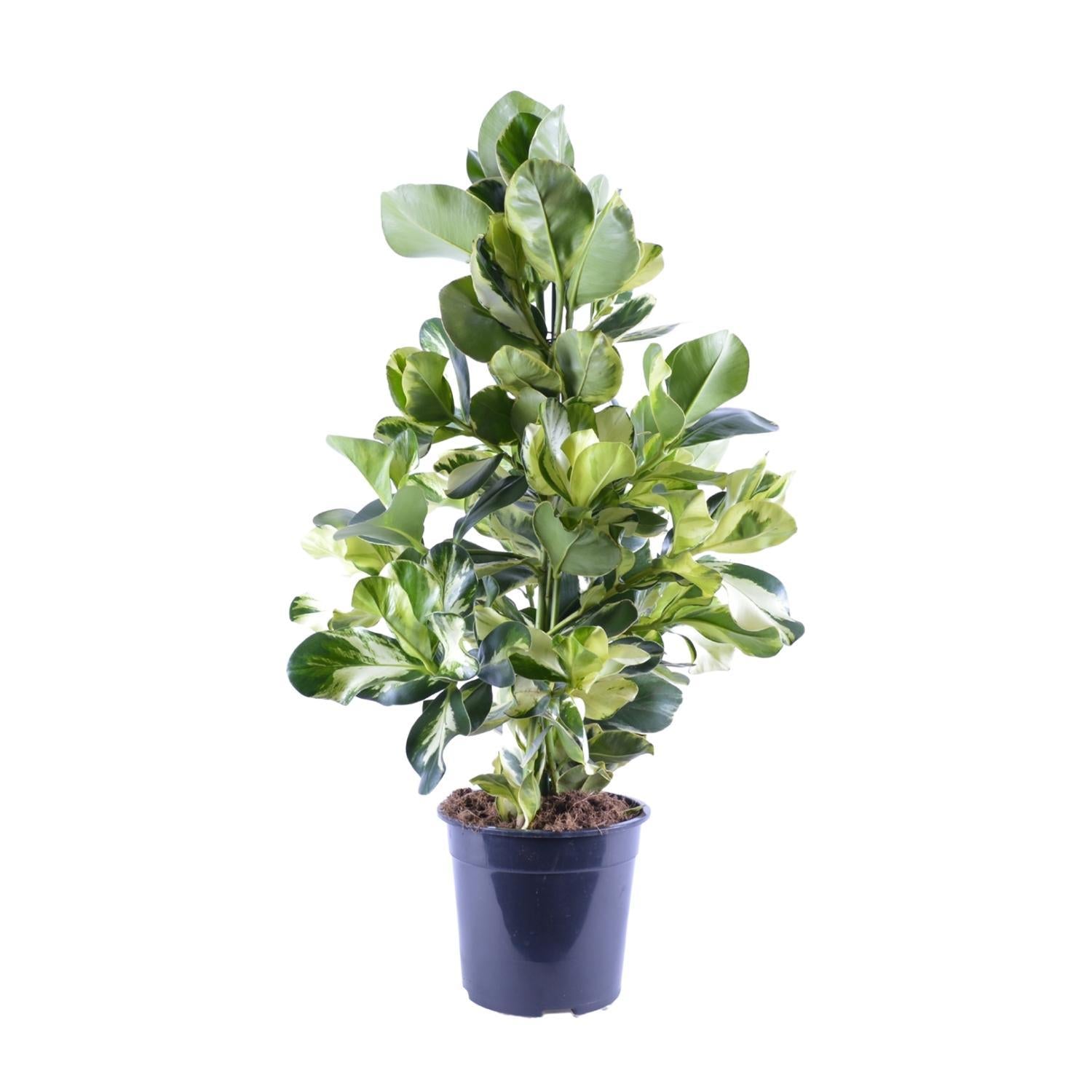 Clusia Rosea Witte Ster - Ø24cm - ↕95cm