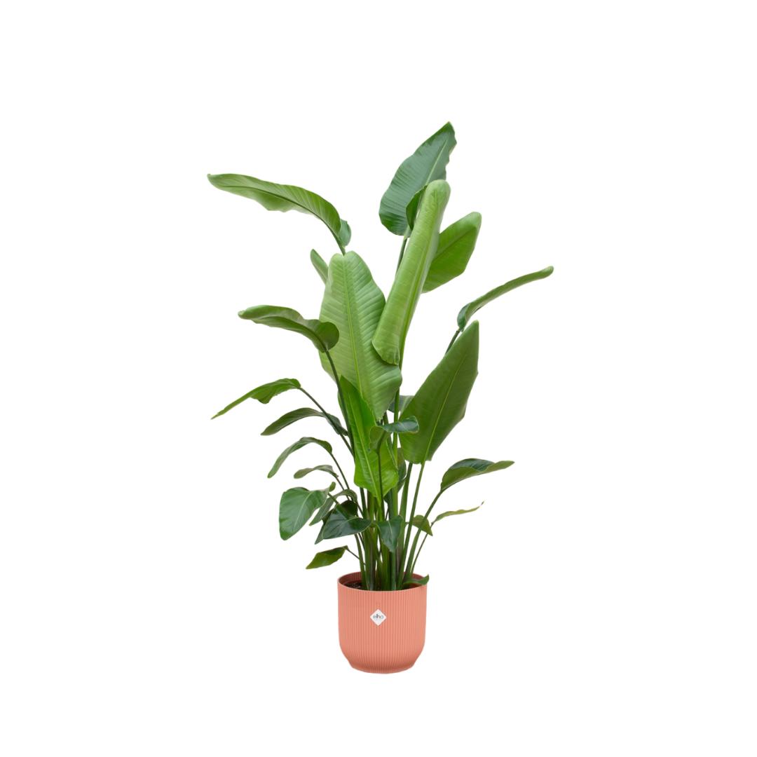 Combideal - Strelitzia Nicolai inclusief elho Vibes Fold Round roze Ø30 - 180 cm