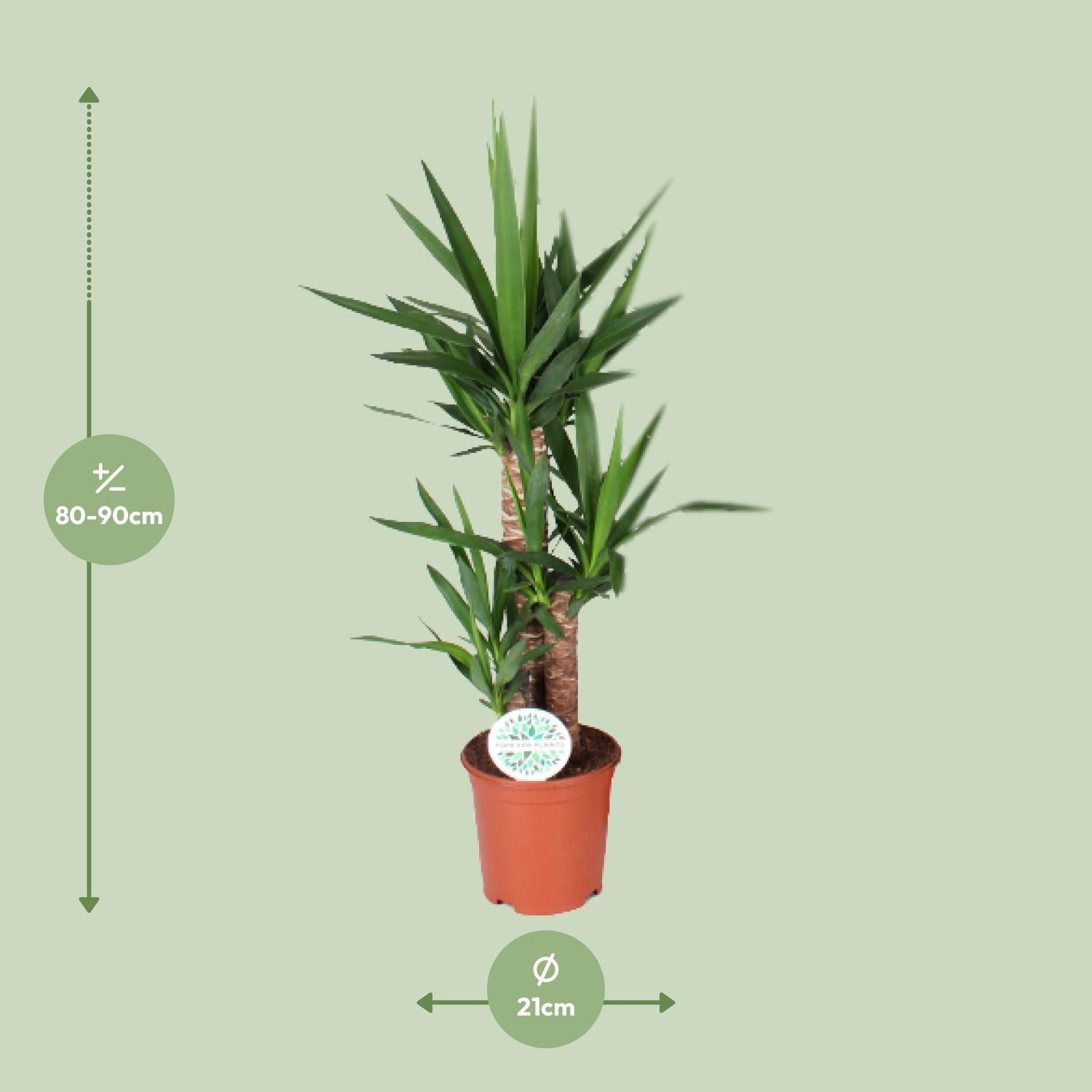 Yucca-Ø21cm - ↕90cm