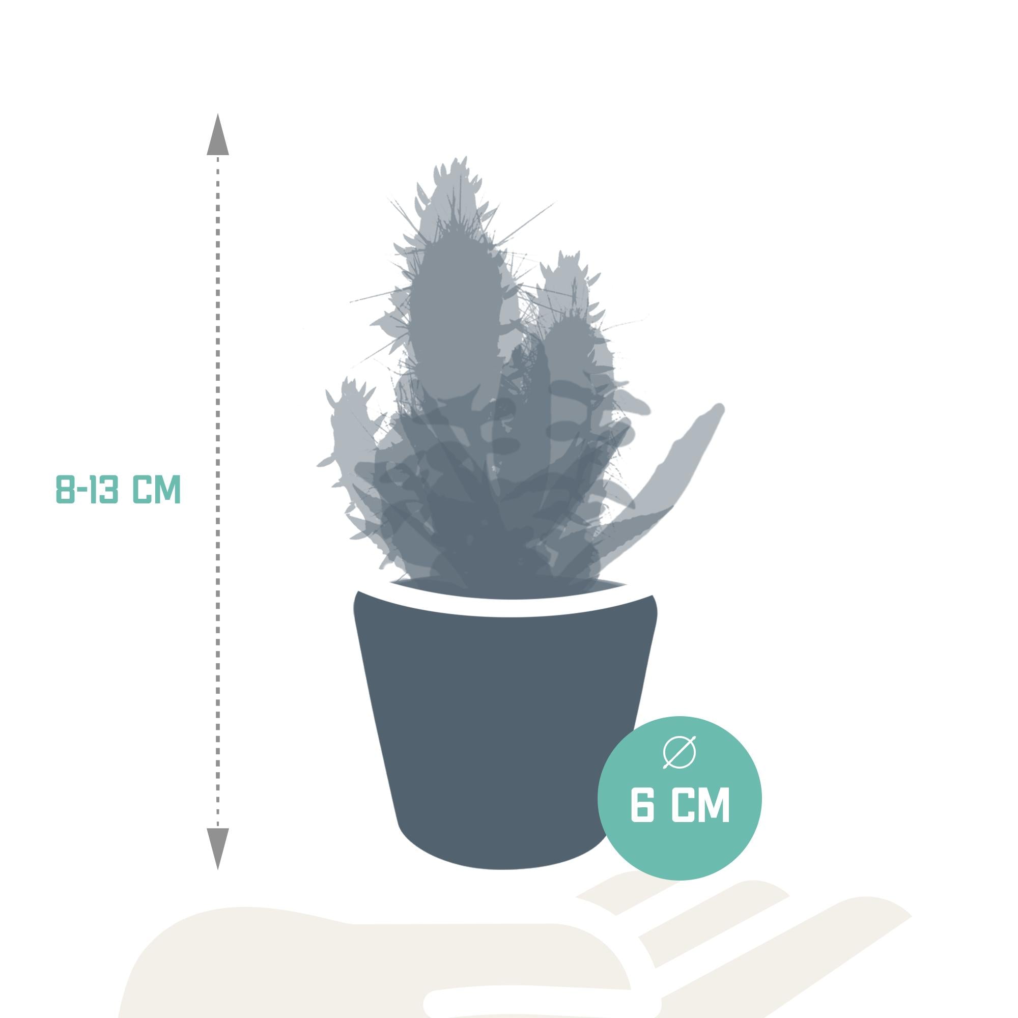 Cactus en vetplantenmix 5,5 cm | 15 stuks - in Mexicaanse pot
