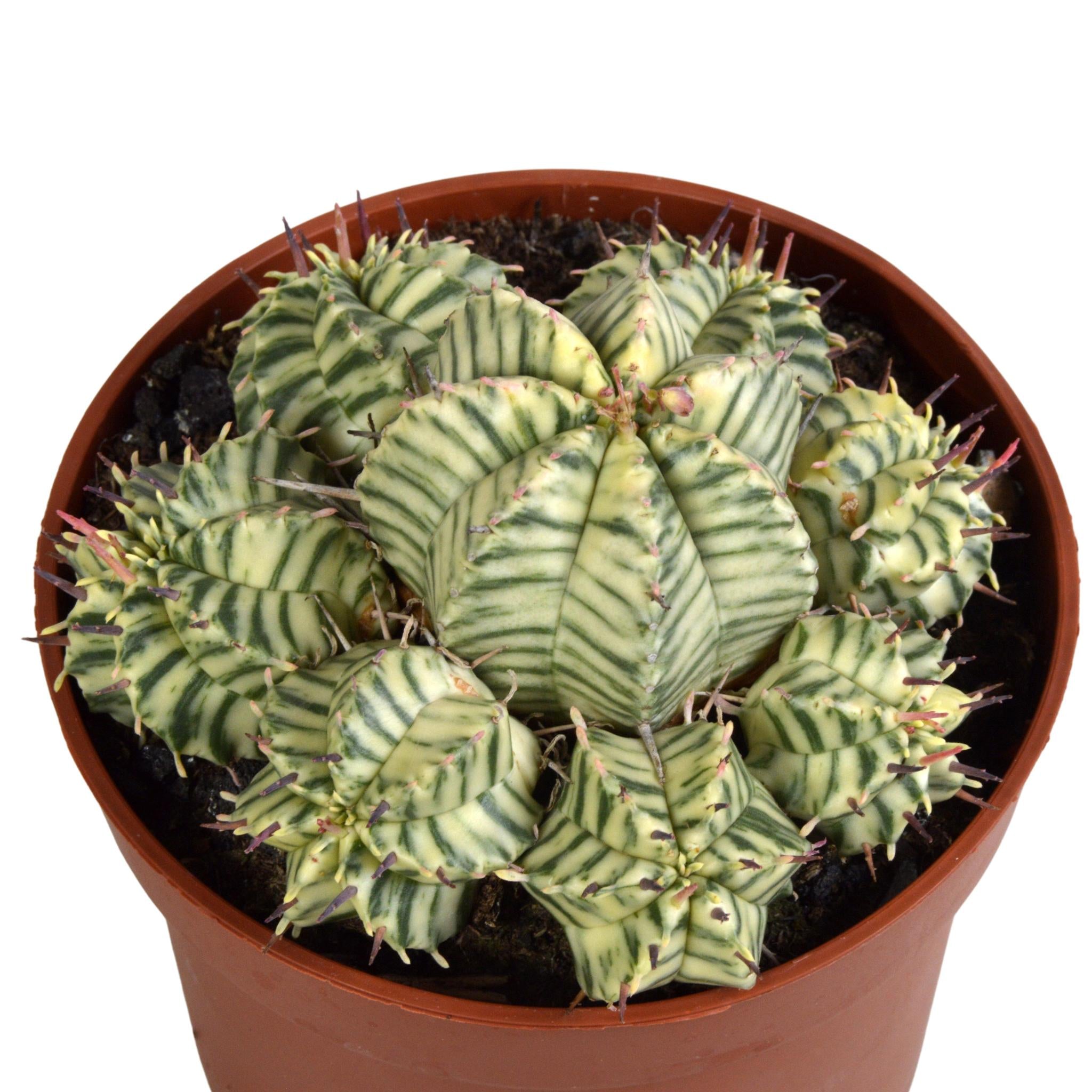 Euphorbia meloformis variegata - klei - 10,5cm - 1x
