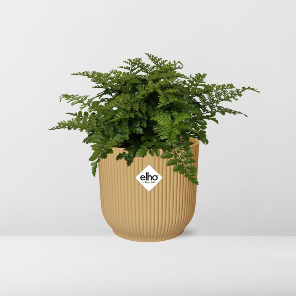 Asplenium Parvati in ELHO Vibes Fold 14cm gelb
