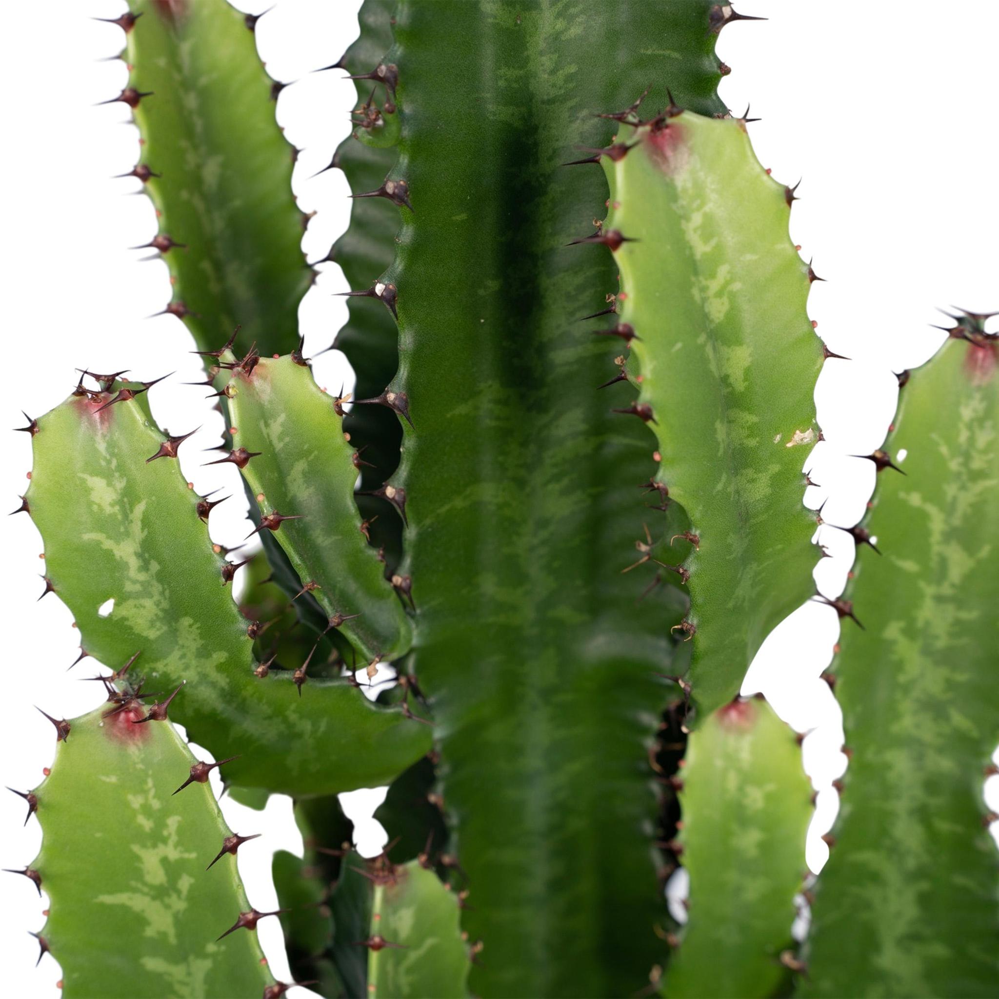 Euphorbia Acrurensis - Ø24 - ?60cm