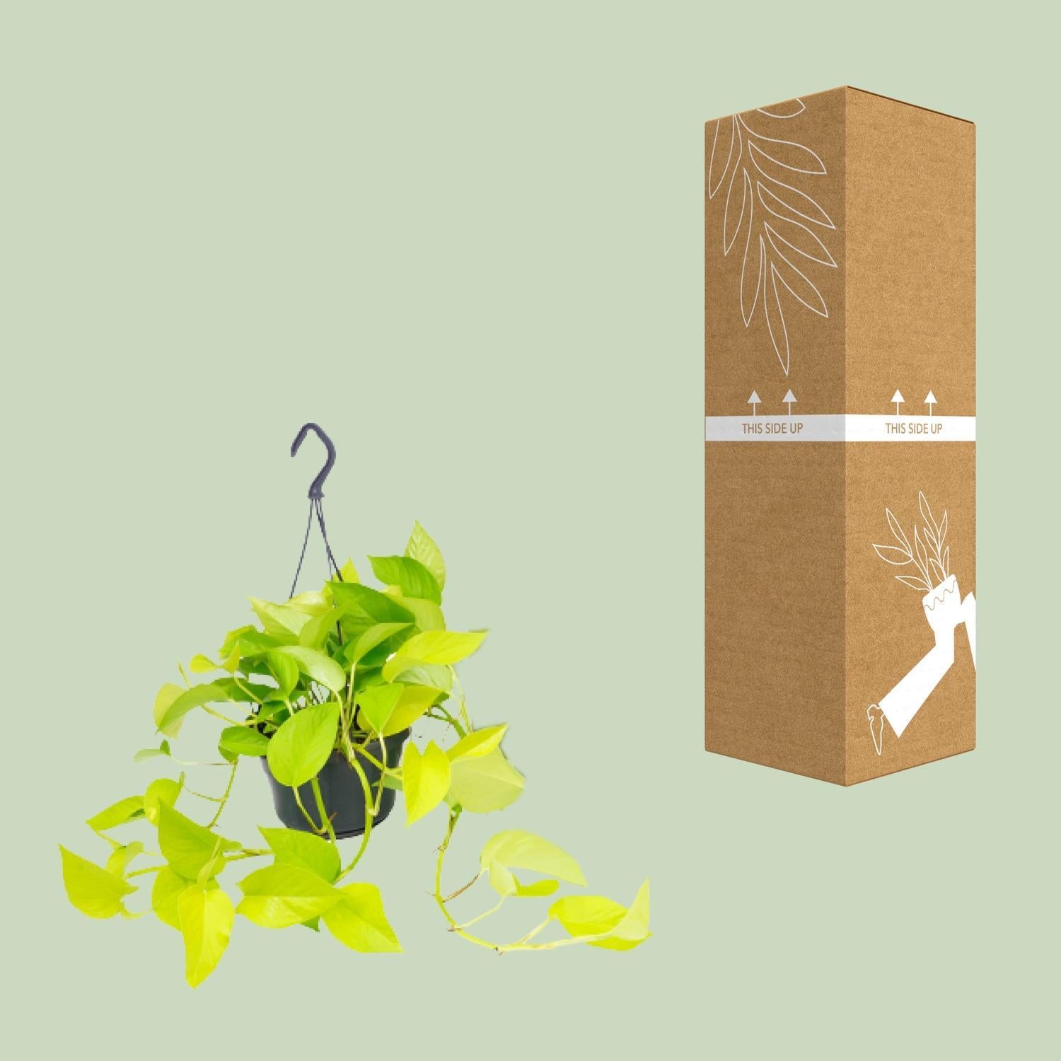 Epipremnum Gouden Pothos - Ø15 - ?25cm