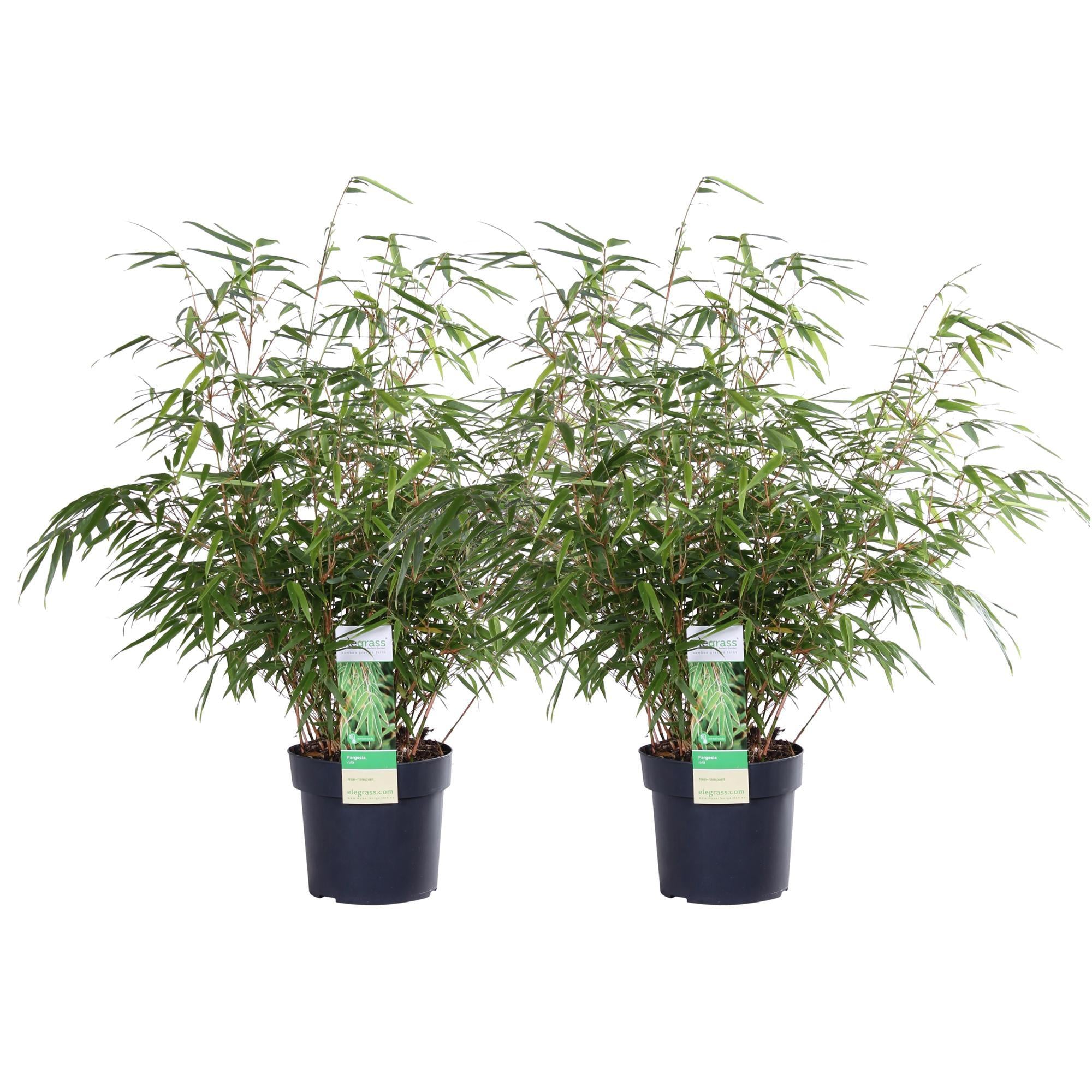 2x Fargesia rufa - ?60cm - Ø19