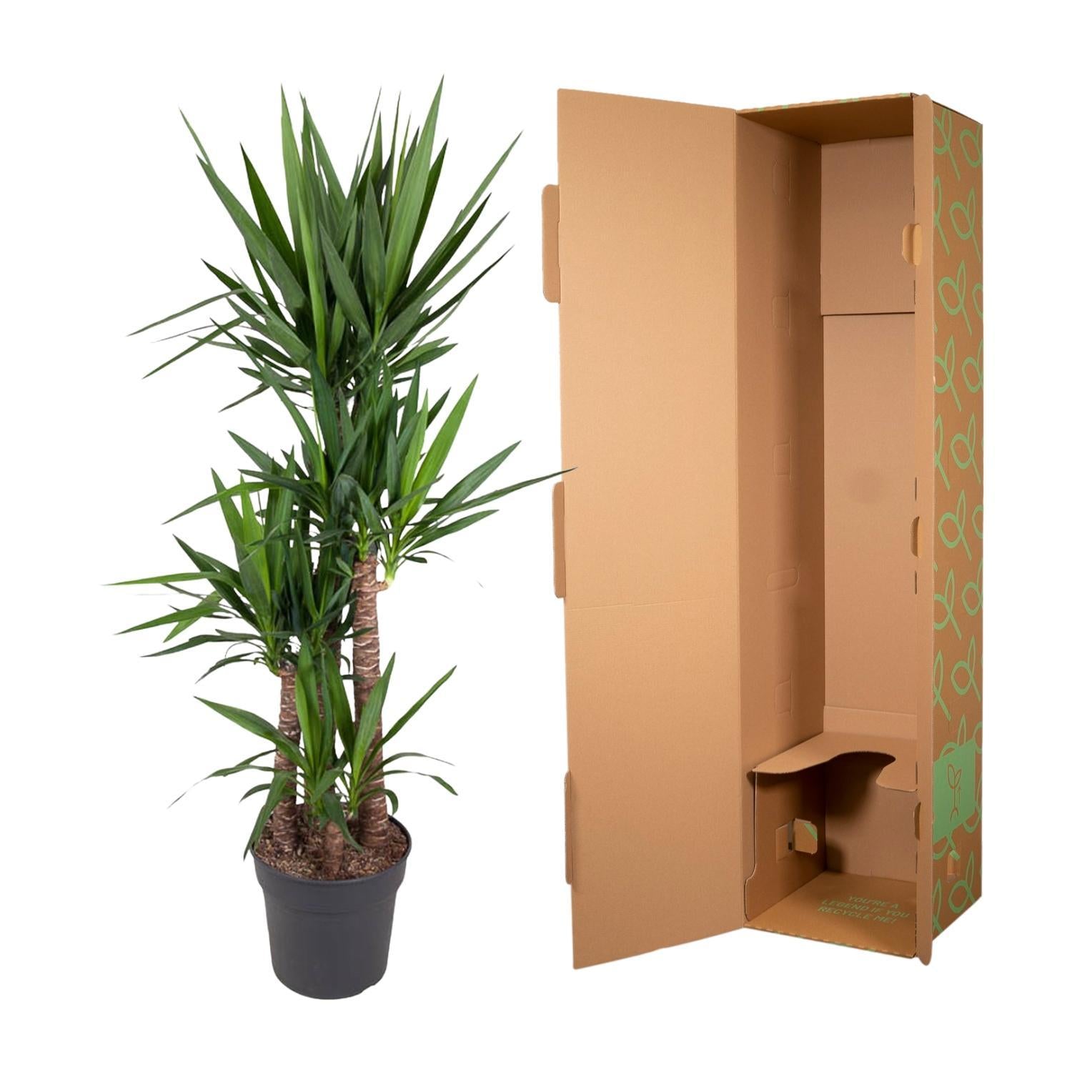 Yucca Olifantspoot - 180 cm - ø34