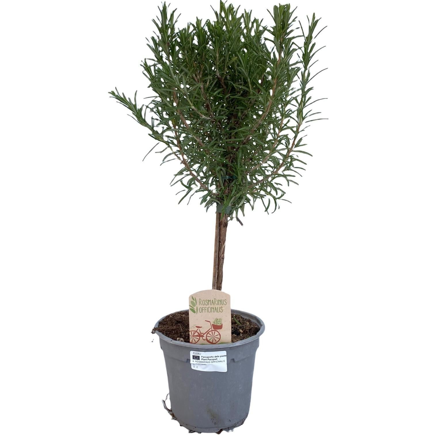 Rosmarinus af. "OP STAM" - Ø14cm - ↕45cm