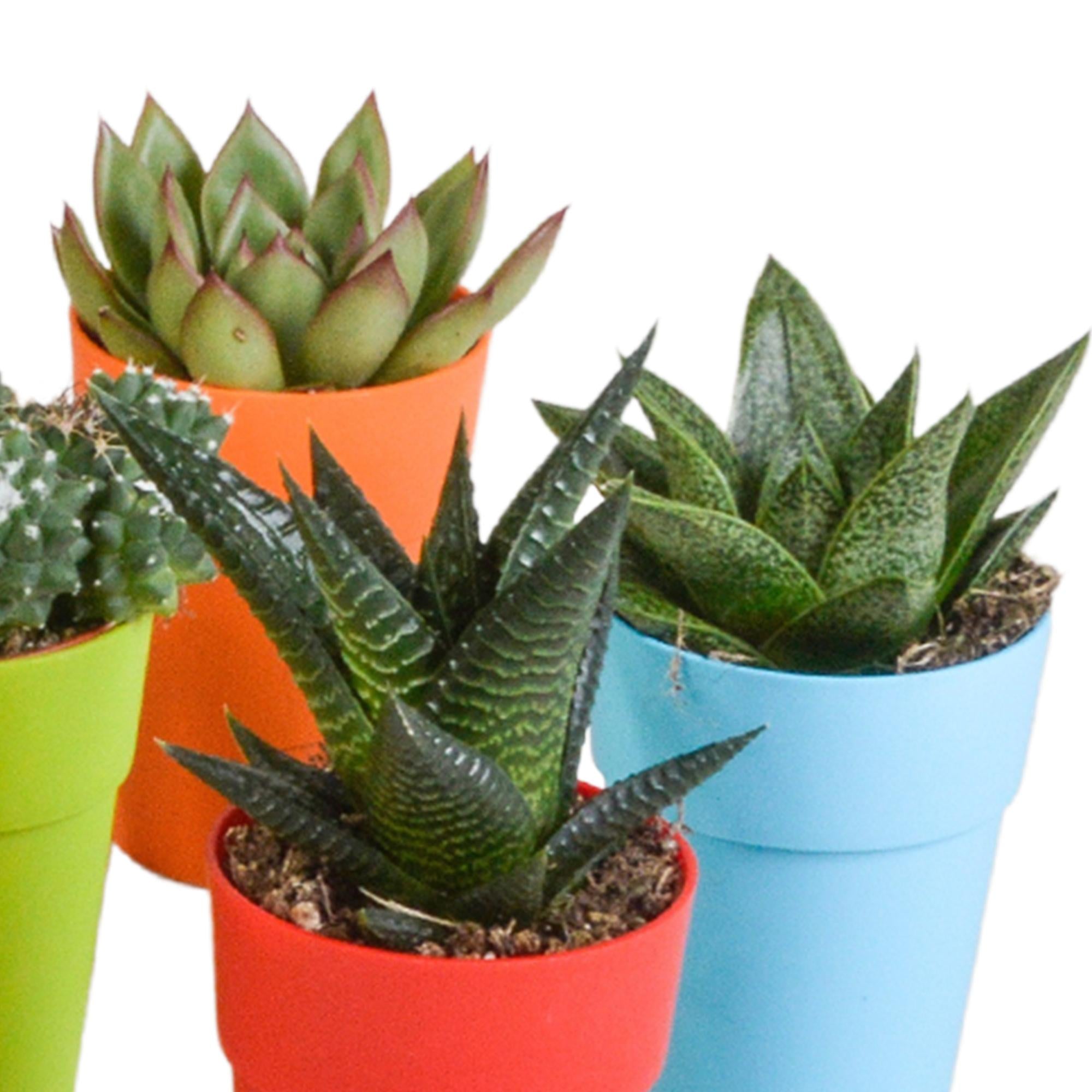 Cactus en vetplanten mix 5,5 cm | 15 Stück – im bunten Plastiktopf