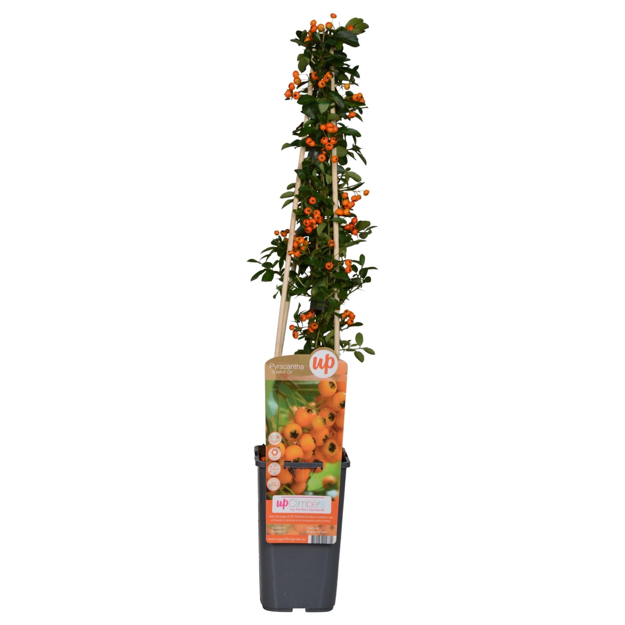 Vuurdoorn 'Soleil d'Or' - ?65cm - Ø15