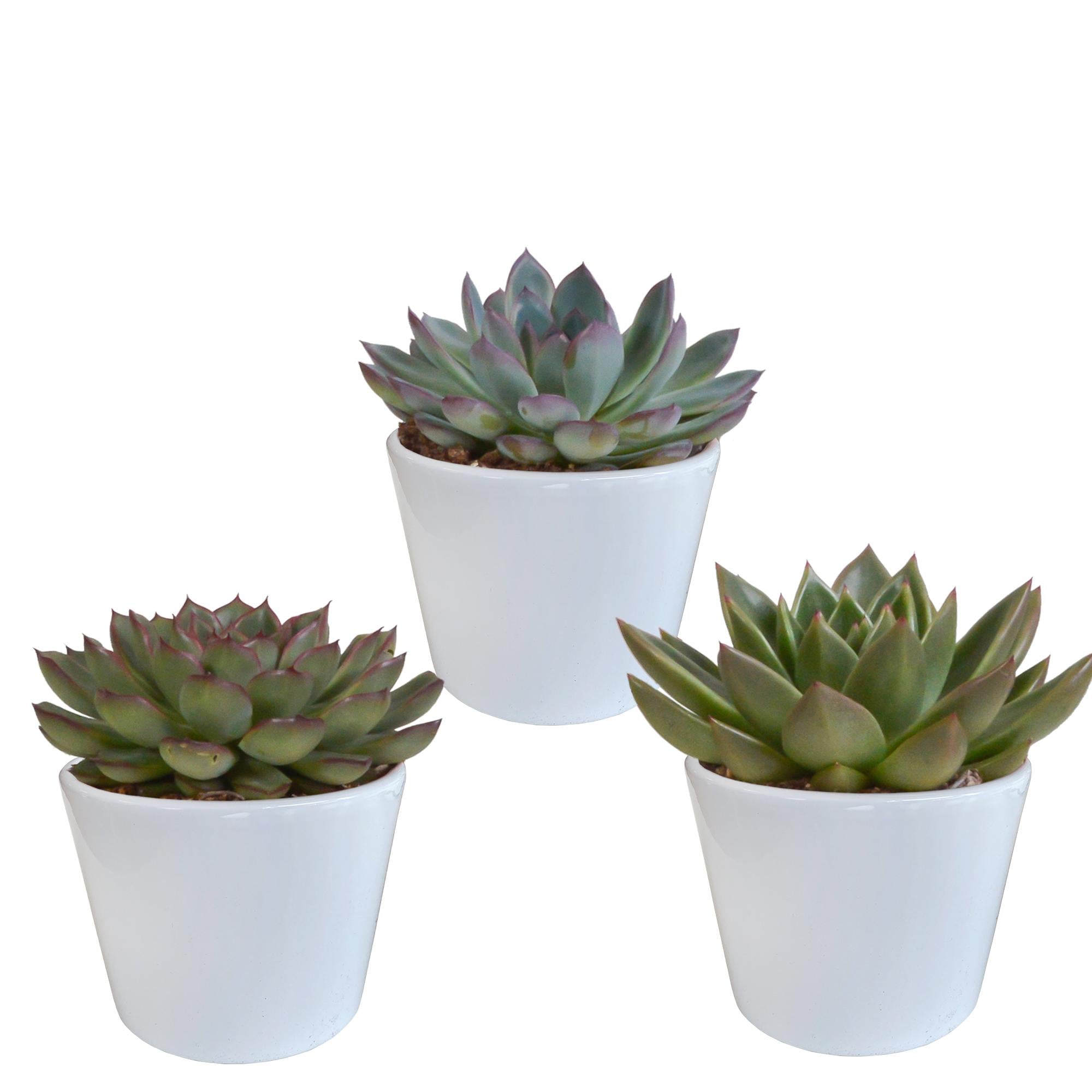 Echeveria mix 10,5 cm - 3x - in witte pot