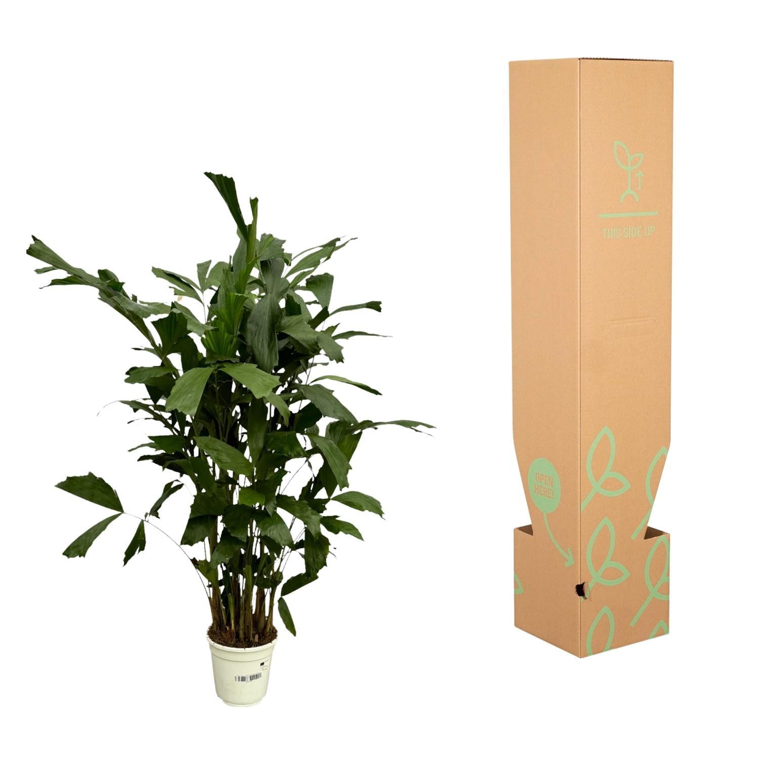 Caryota Mitis - 120 cm - Ø19 cm
