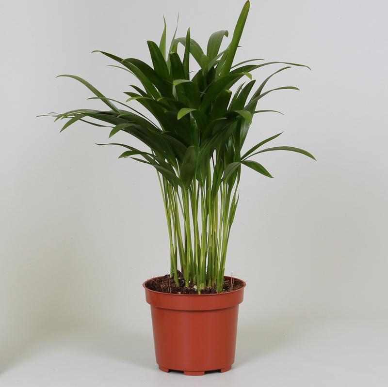 Areca Dypsis - Areca Dypsis Ø12 ↕35