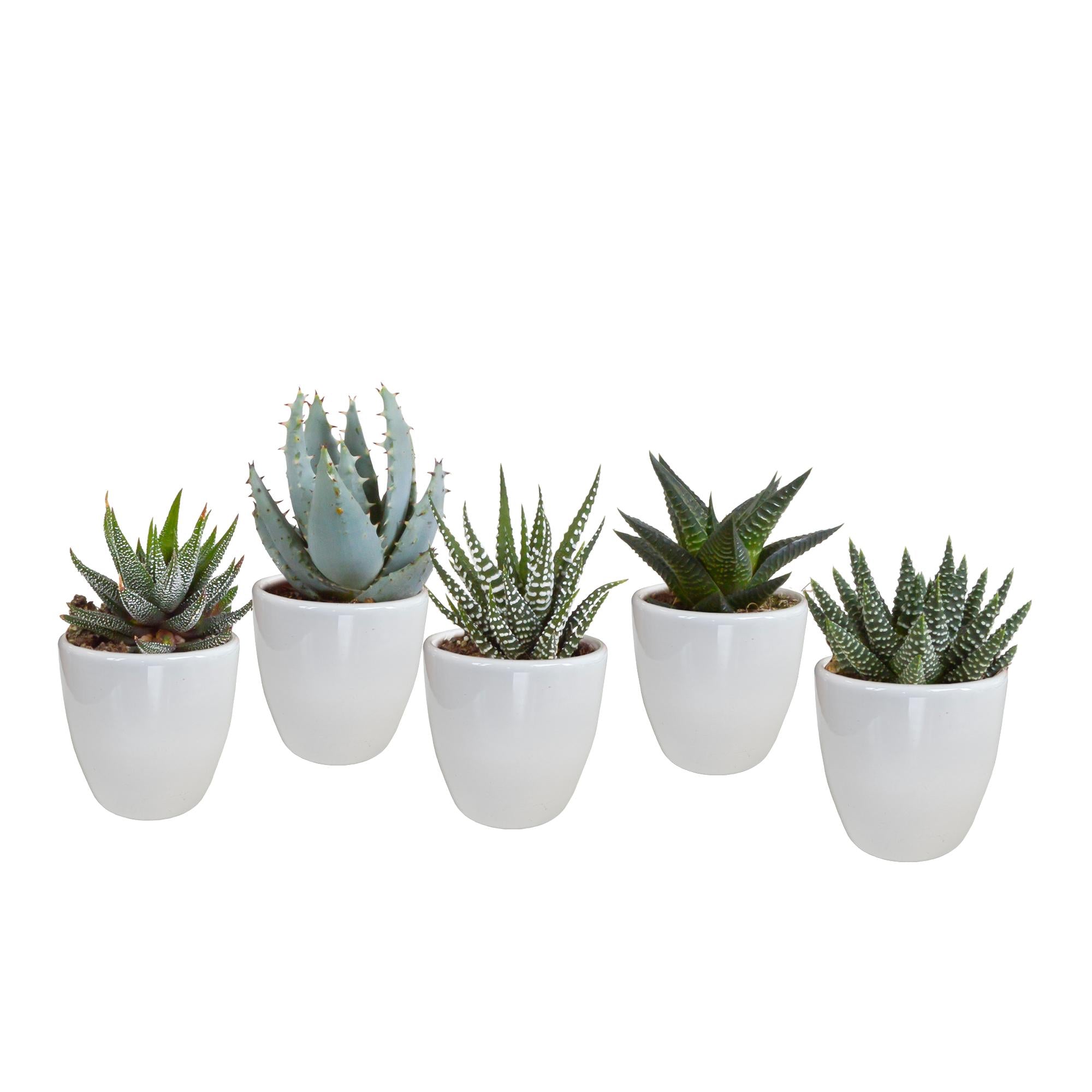 Gasteria/Haworthia mix 5,5cm - 5x - in witte pot