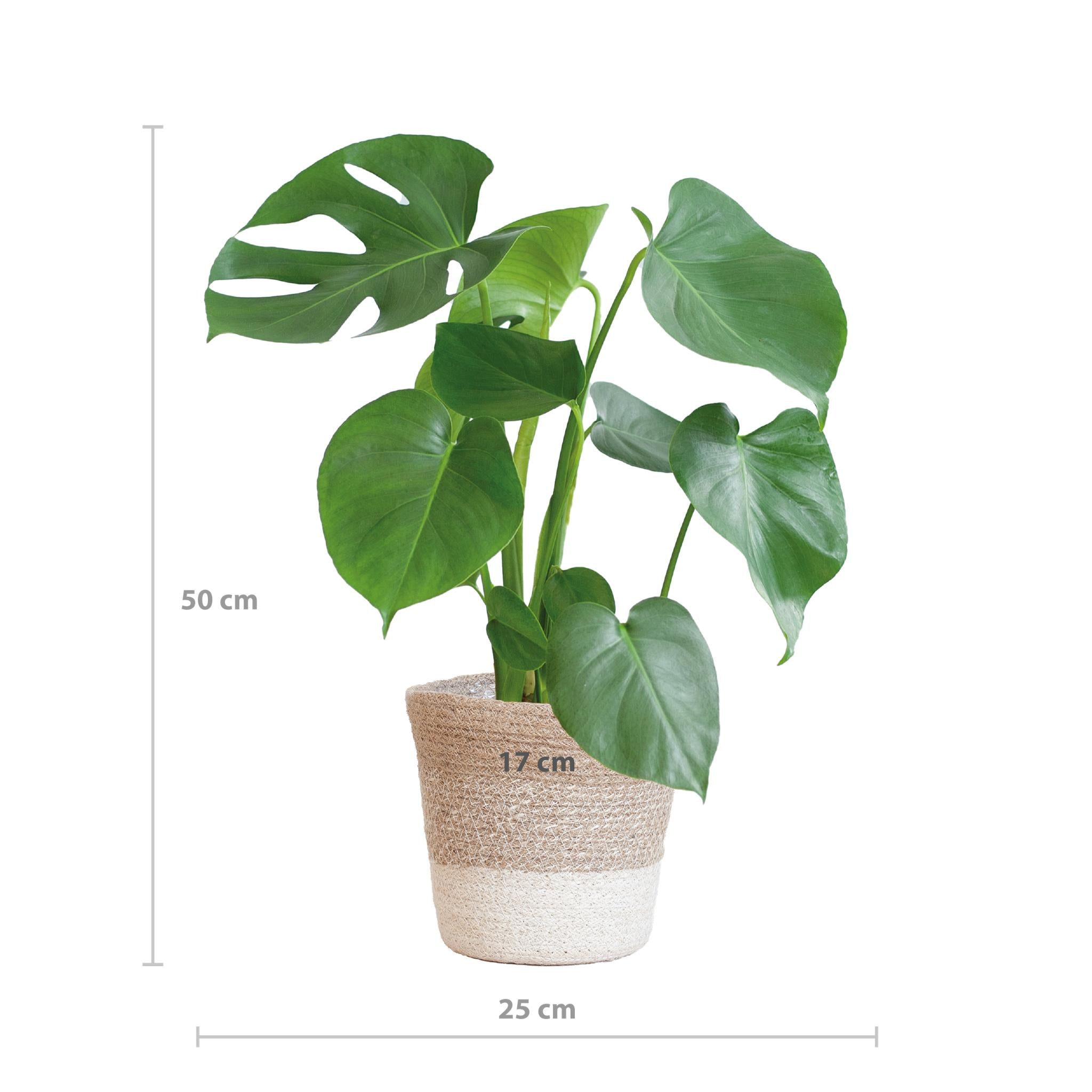 Monstera Deliciosa met Lissabon mand wit - 50cm - Ø17